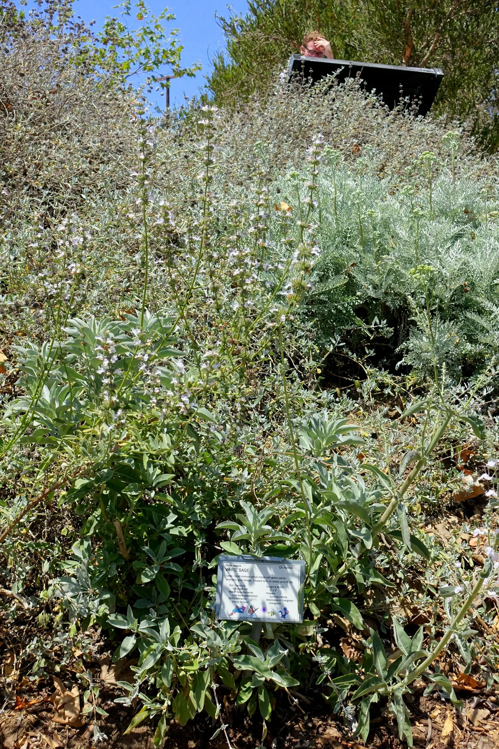 White Sage (Salvia Apiana) — which effectively reflects the sun's rays and helps conserve moisture