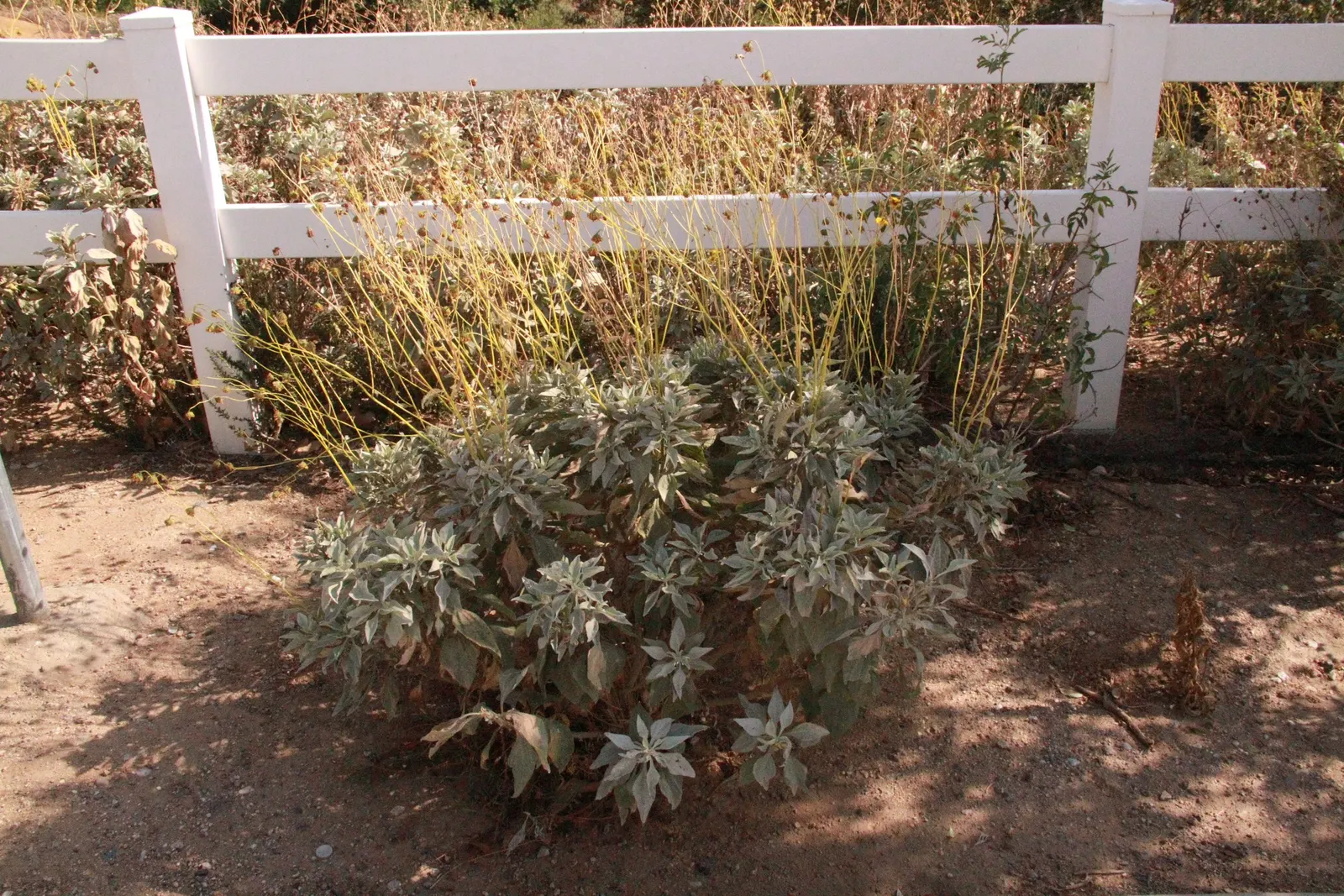 White Sage (Salvia Apiana) — Minimal pruning is necessary