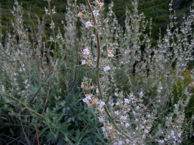 White Sage (Salvia Apiana) — It features silver-gray foliage and grows 2-3 feet tall and wide