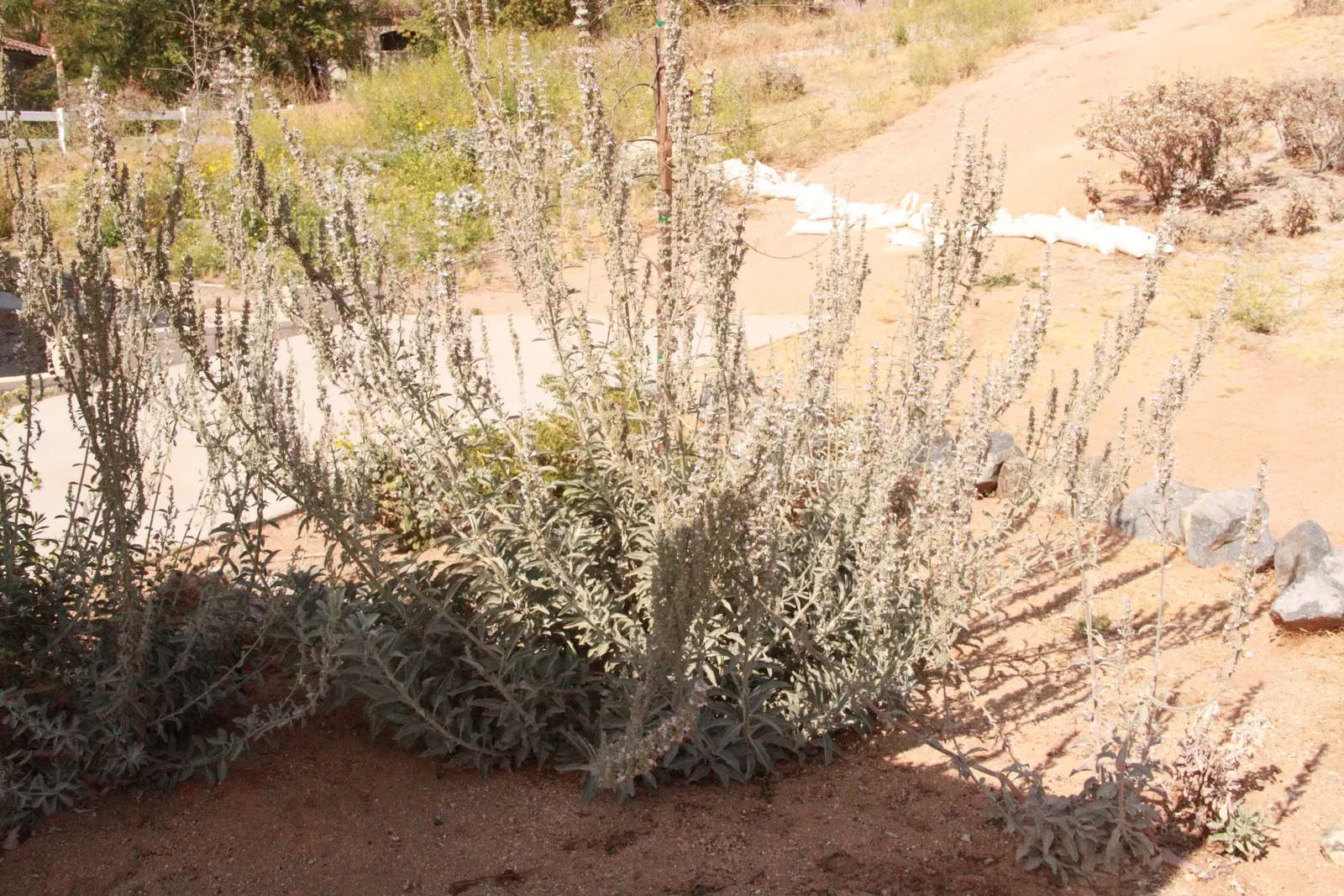 White Sage (Salvia Apiana) — White Sage thrives in full sun exposure and requires well-drained soil