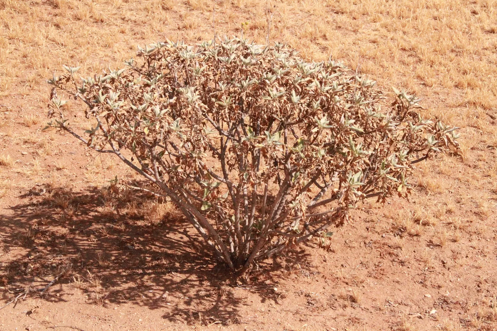 White Sage (Salvia Apiana) — Its leaves are lanceolate