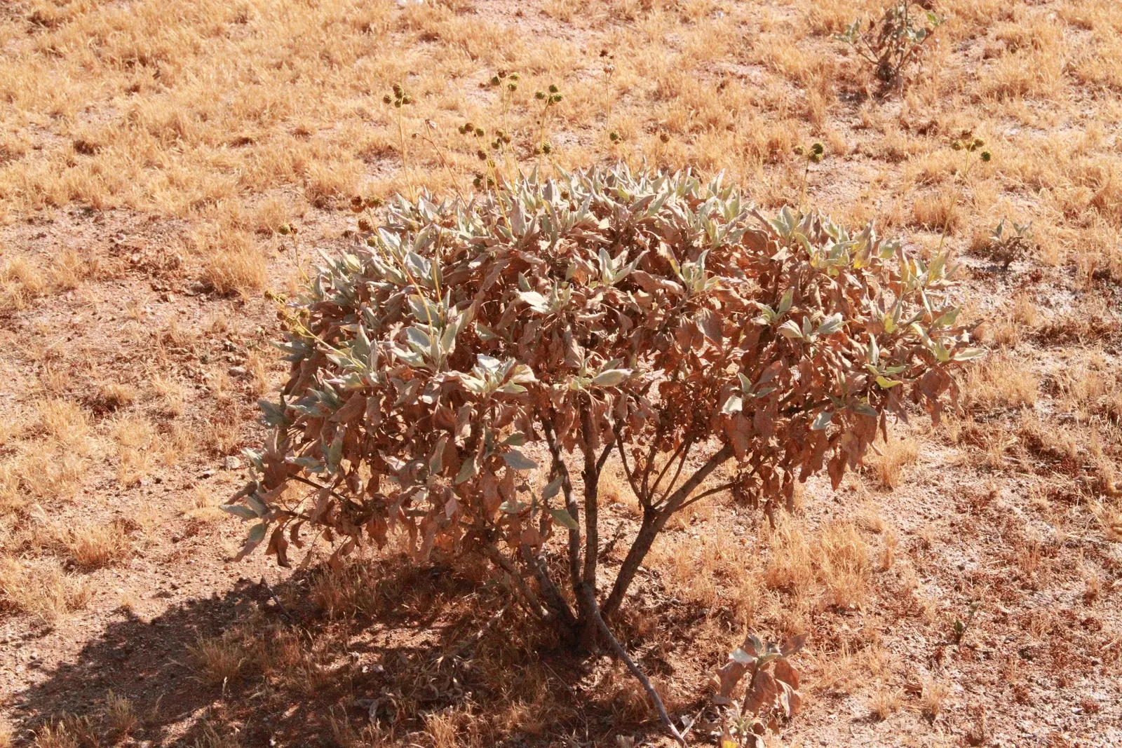 White Sage (Salvia Apiana) — Salvia apiana produces whorls of attractive white to pale lavender flowers; scientifically termed Salvia apiana