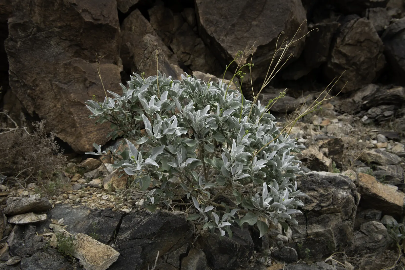 White Sage (Salvia Apiana) — Salvia apiana produces whorls of attractive white to pale lavender flowers