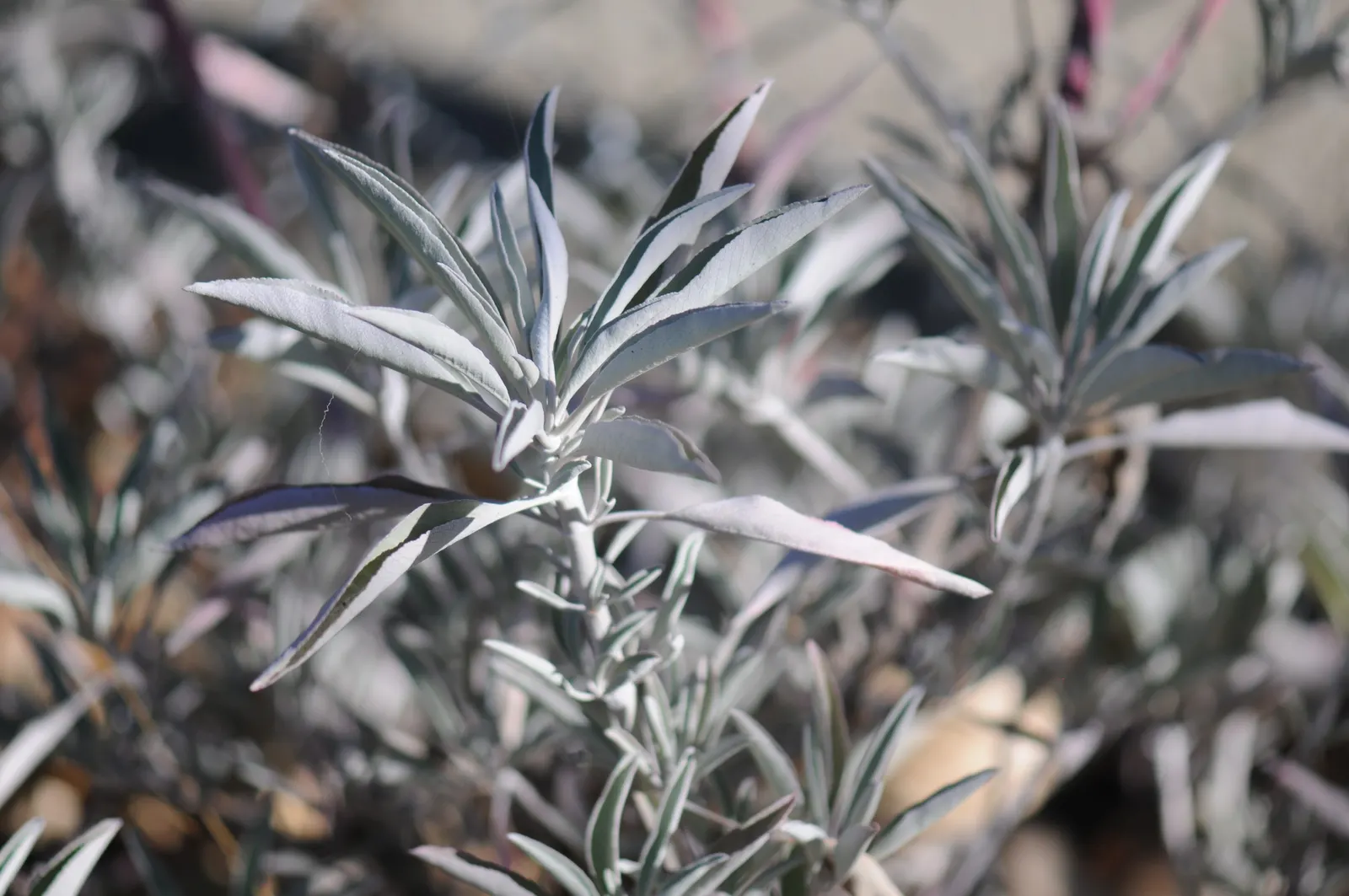 White Sage (Salvia Apiana) — White Sage thrives in full sun exposure and requires well-drained soil; renowned for its strong aromatic foliage and purification