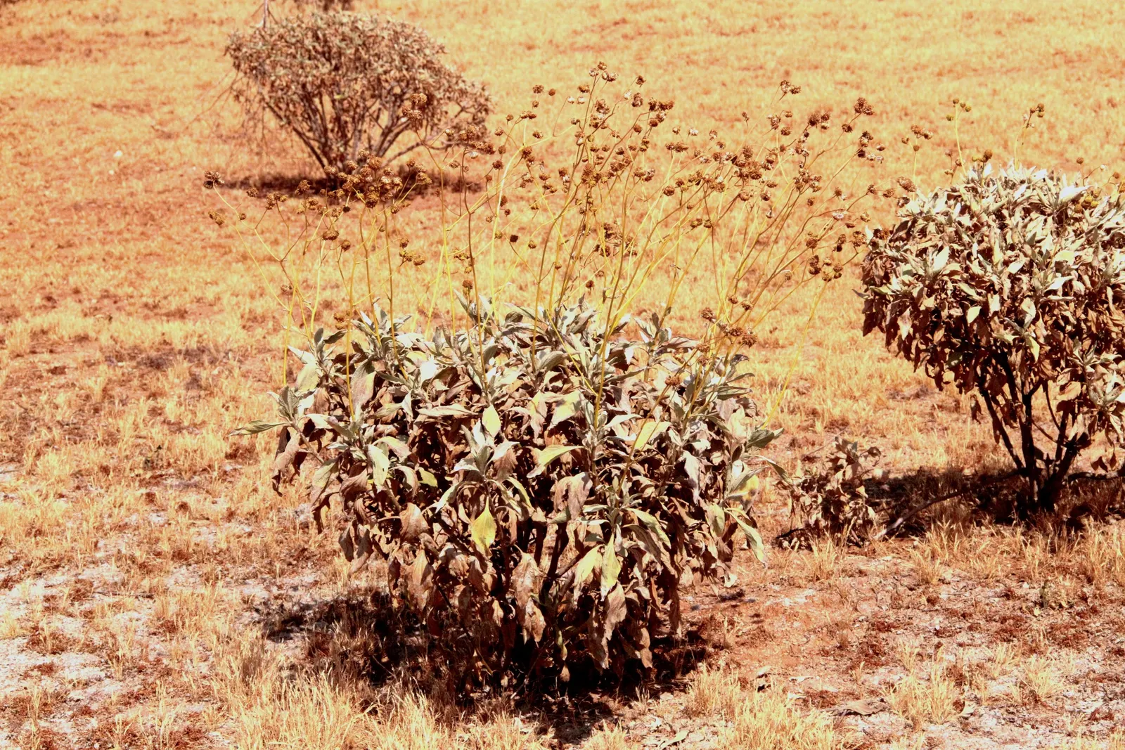 White Sage (Salvia Apiana) — creating a rounded silhouette