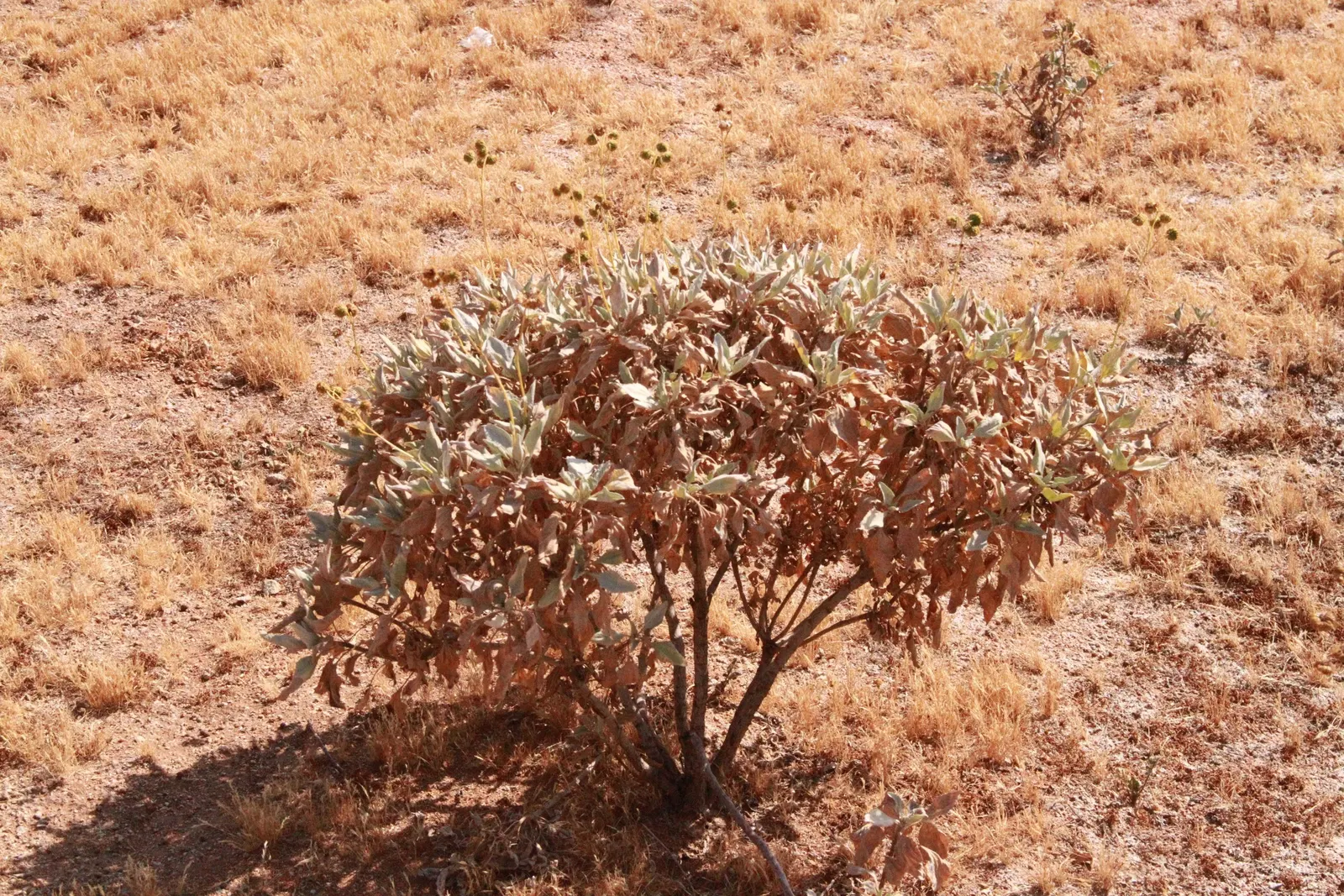 White Sage (Salvia Apiana) — from late spring through early summer; shrub for full