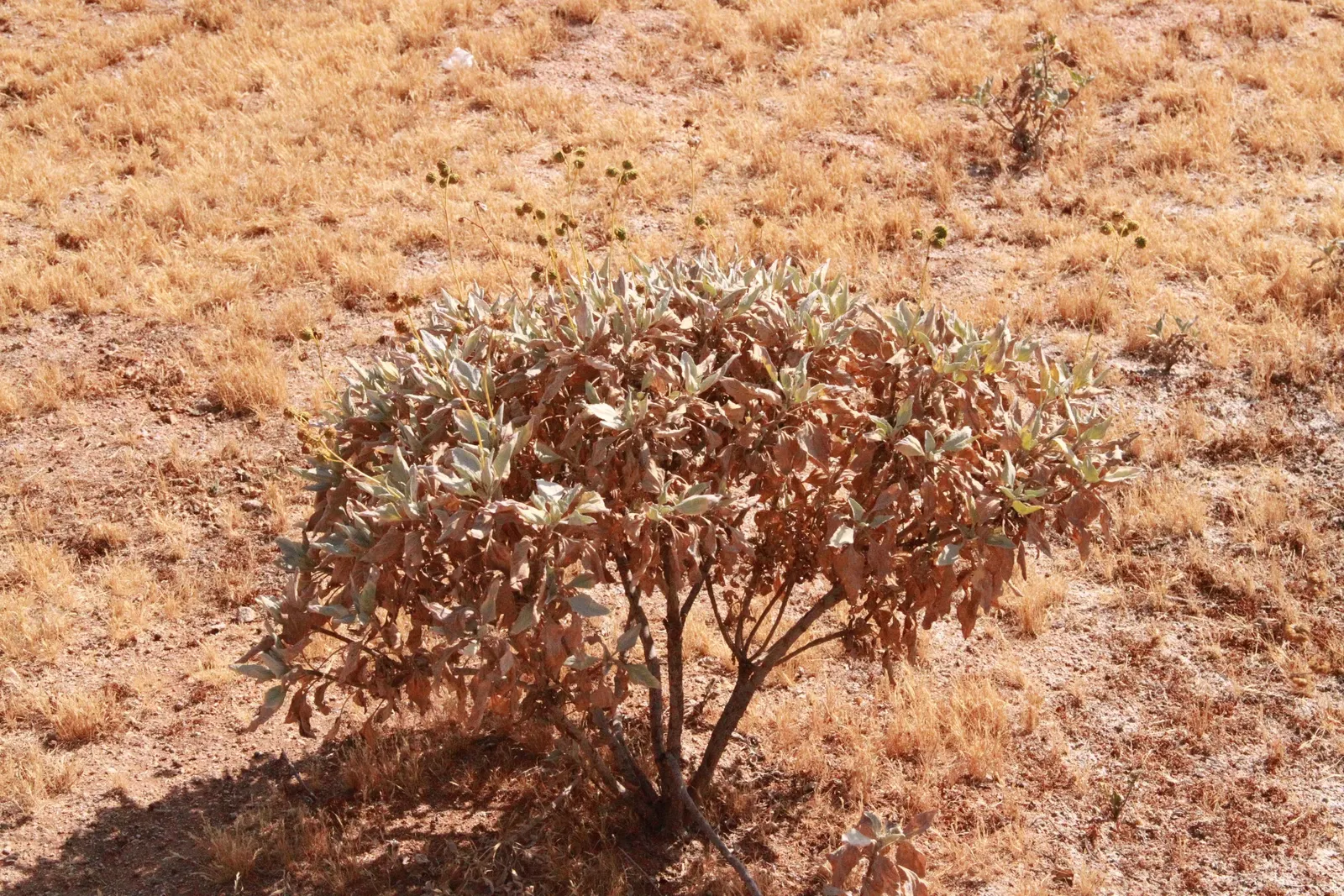 White Sage (Salvia Apiana) — Renowned for its strong aromatic foliage and purification properties