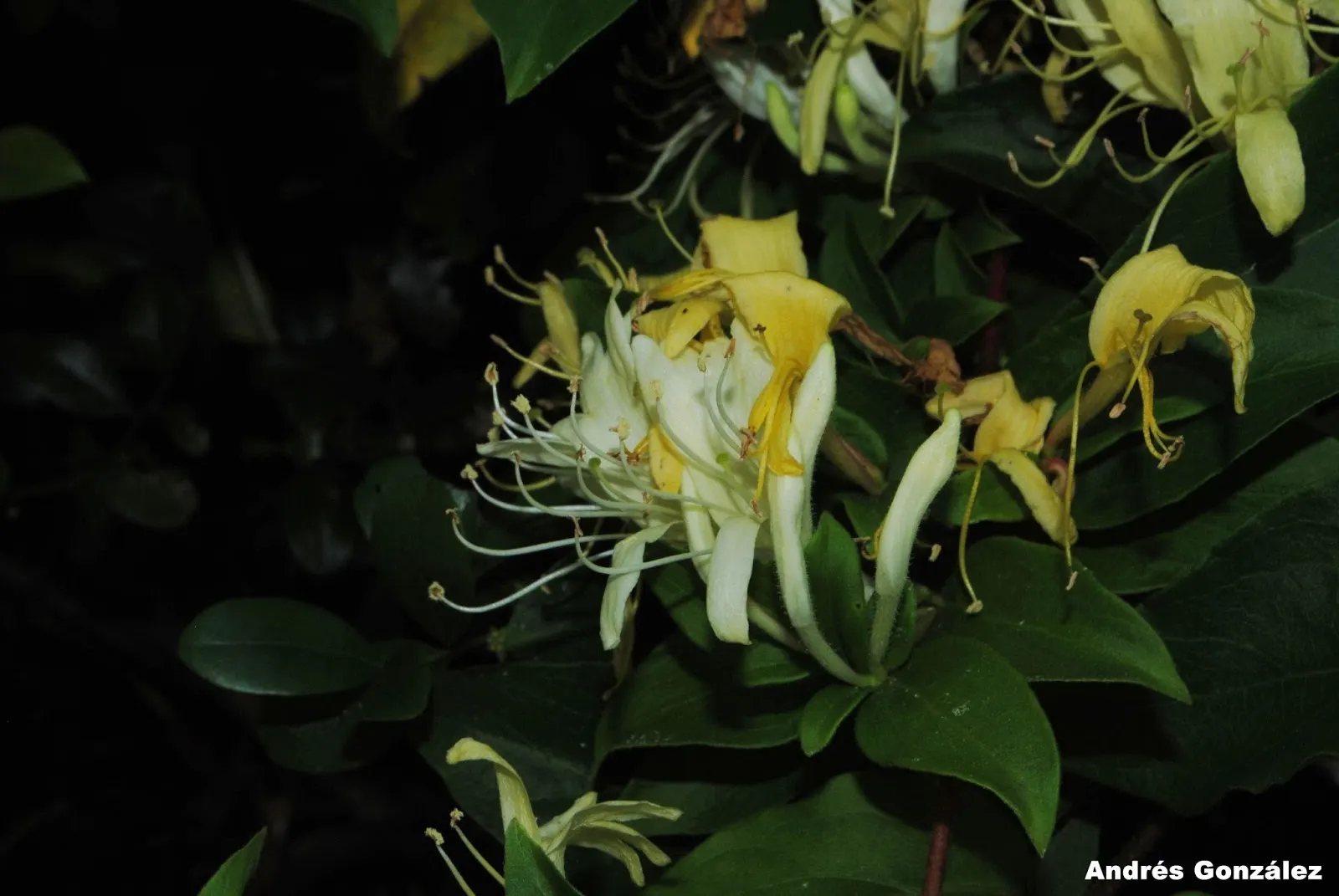 Japanese Honeysuckle (Lonicera Japonica 'Mint Crisp') — where it can provide a lush backdrop or vertical accent in the landscape; their nectar-rich, image 96