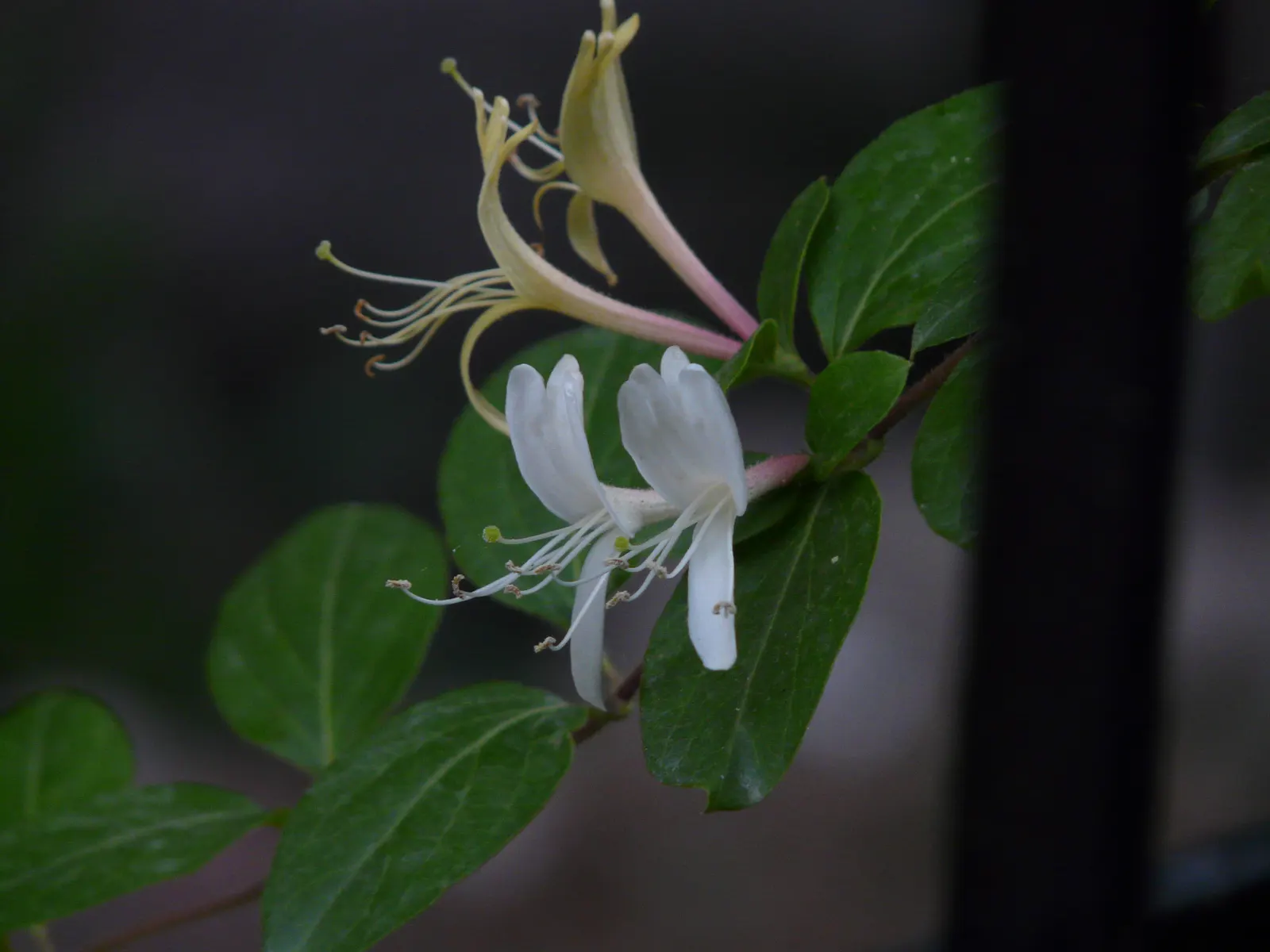 Japanese Honeysuckle (Lonicera Japonica 'Mint Crisp') — where new leaves emerge with splashes of yellow and cream against a bright green, image 50