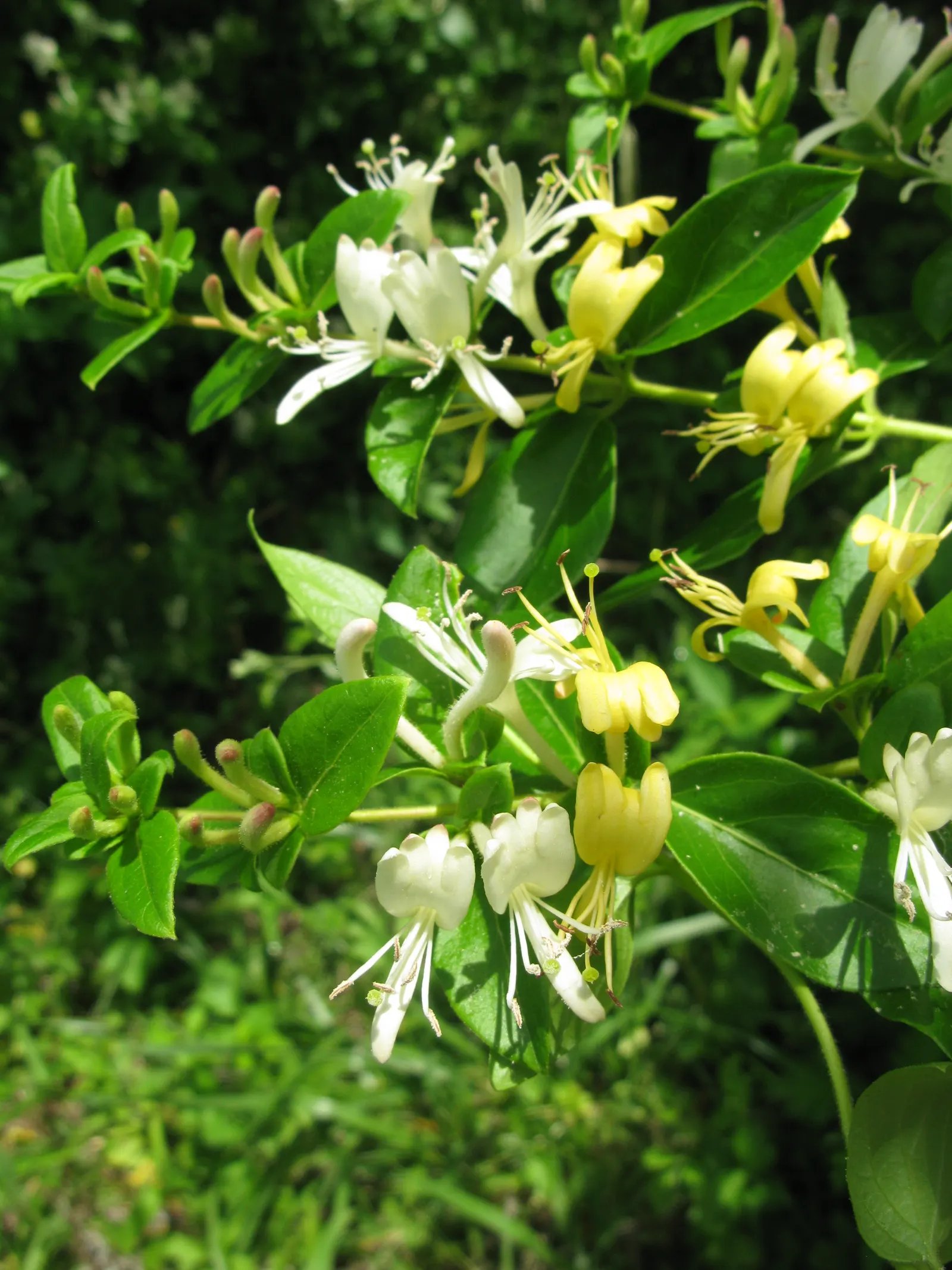 Japanese Honeysuckle (Lonicera Japonica 'Mint Crisp') — This particular variety is distinguished by its striking variegated foliage