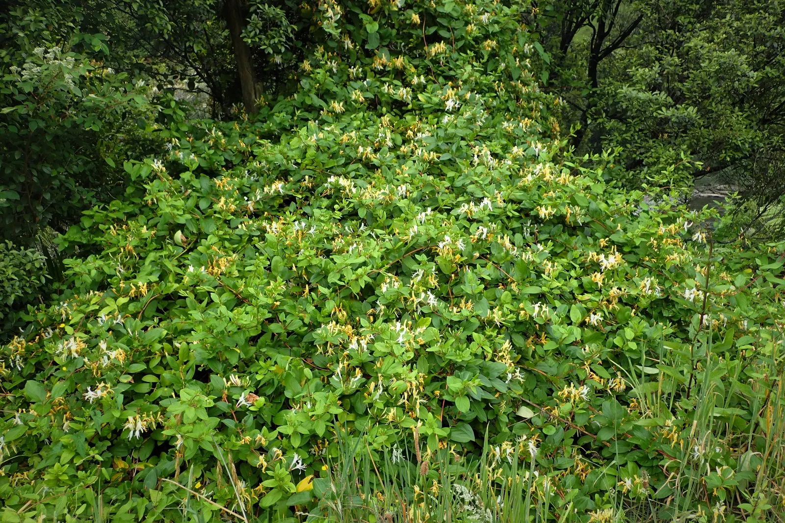 Japanese Honeysuckle (Lonicera Japonica 'Mint Crisp') — where new leaves emerge with splashes of yellow and cream against a bright green background; making it