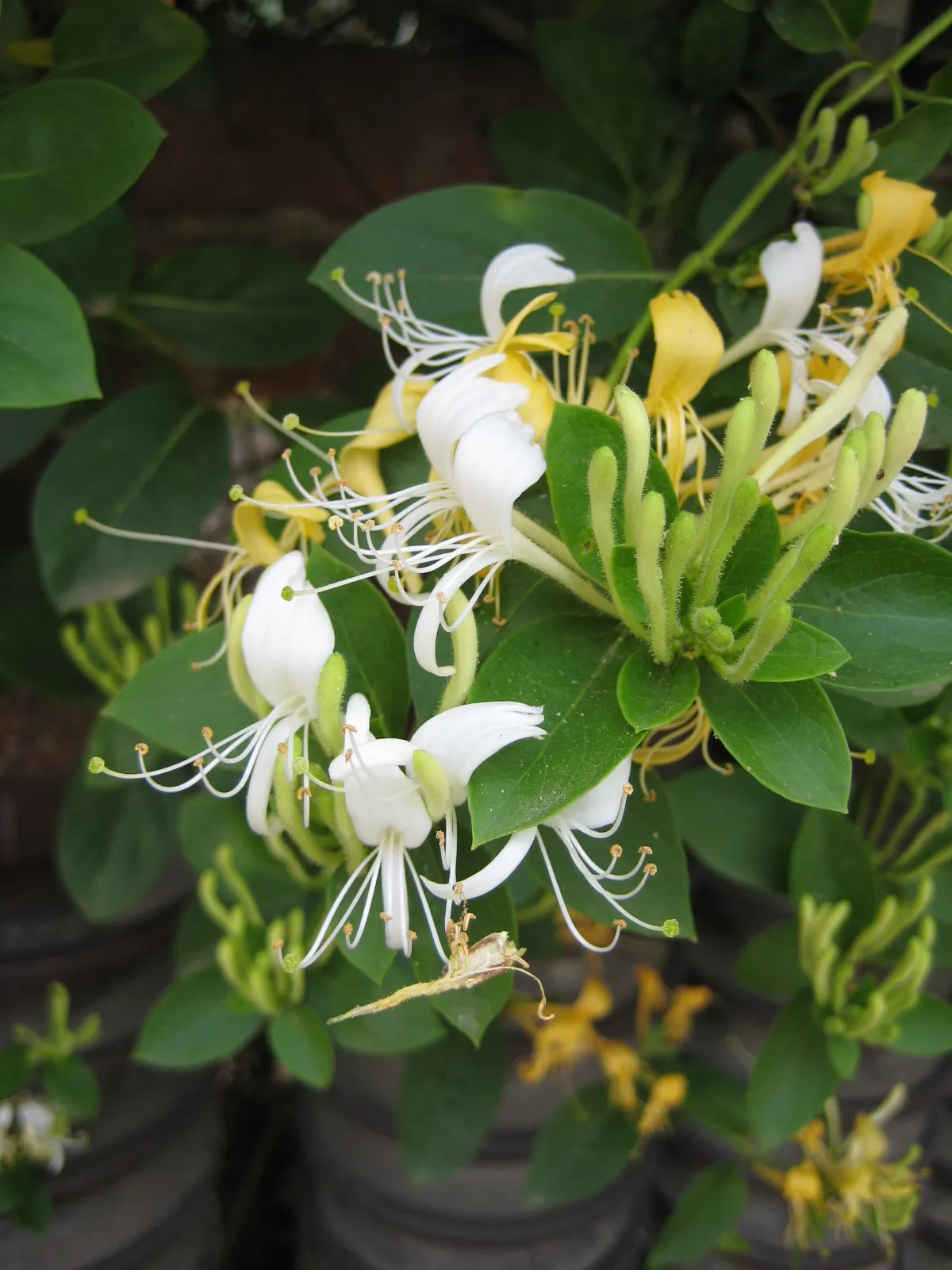 Japanese Honeysuckle (Lonicera Japonica 'Mint Crisp') — Their nectar-rich blossoms attract pollinators such as butterflies and bees