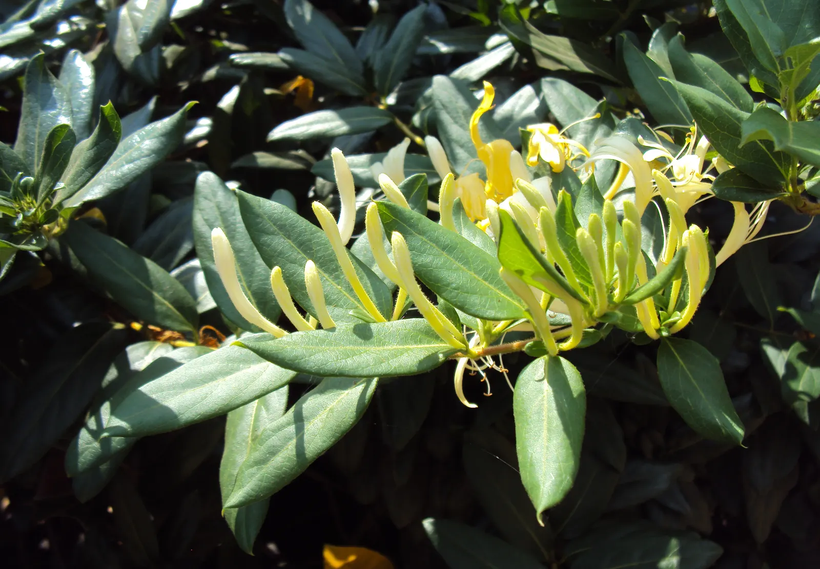 Japanese Honeysuckle (Lonicera Japonica 'Mint Crisp') — aromatic screen or ground cover; their nectar-rich blossoms attract pollinators such as, image 48