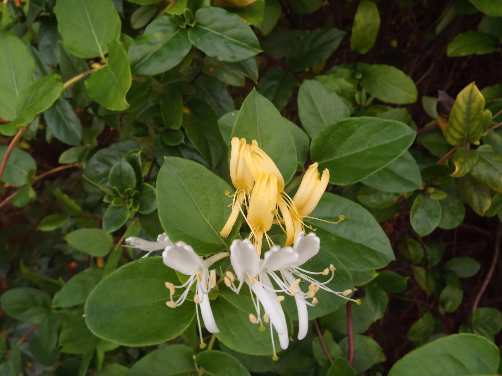 Japanese Honeysuckle (Lonicera Japonica 'Mint Crisp') — It thrives in USDA hardiness zones 4 through 11, preferring full sun to partial shade, image 76