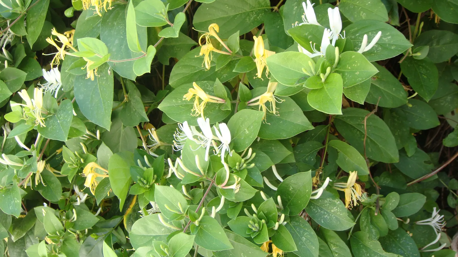 Japanese Honeysuckle (Lonicera Japonica 'Mint Crisp') — making it ideal for trellises, image 74