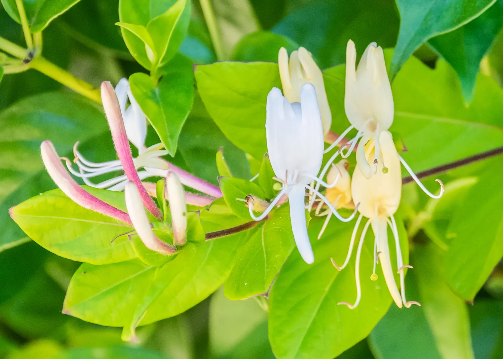 Japanese Honeysuckle (Lonicera Japonica 'Mint Crisp') — where new leaves emerge with splashes of yellow and cream against a bright green background