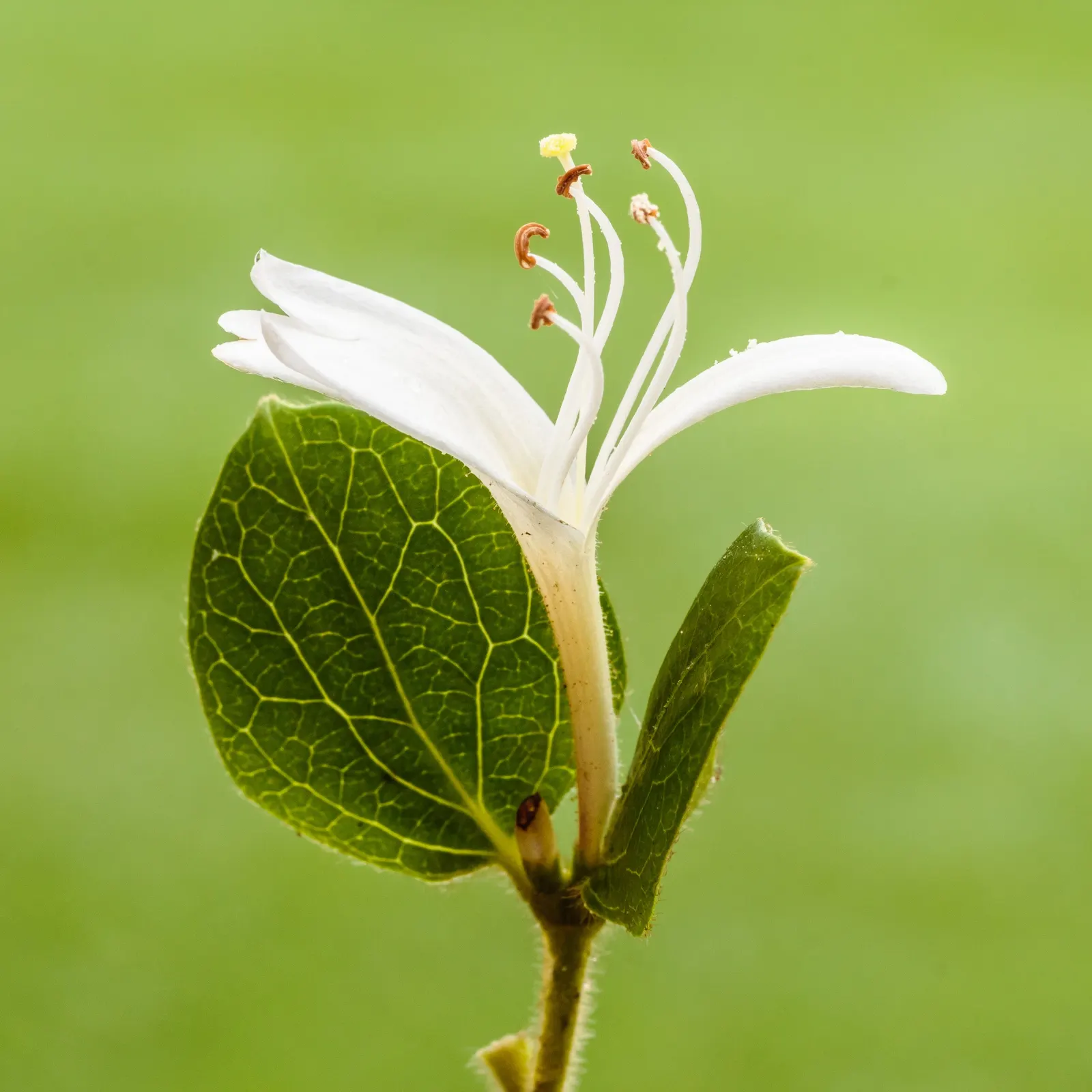 Japanese Honeysuckle (Lonicera Japonica 'Mint Crisp') — aromatic screen or ground cover