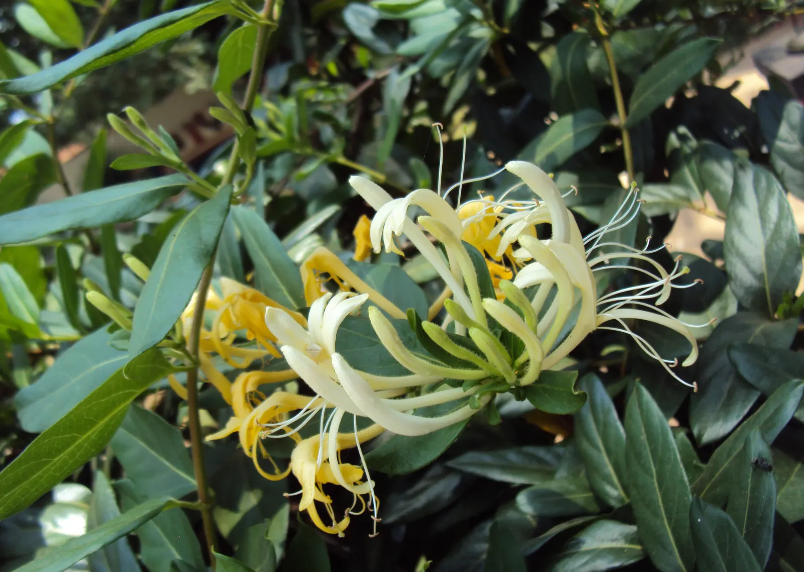 Japanese Honeysuckle (Lonicera Japonica 'Mint Crisp') — aromatic screen or ground cover; their nectar-rich blossoms attract pollinators such as, image 90
