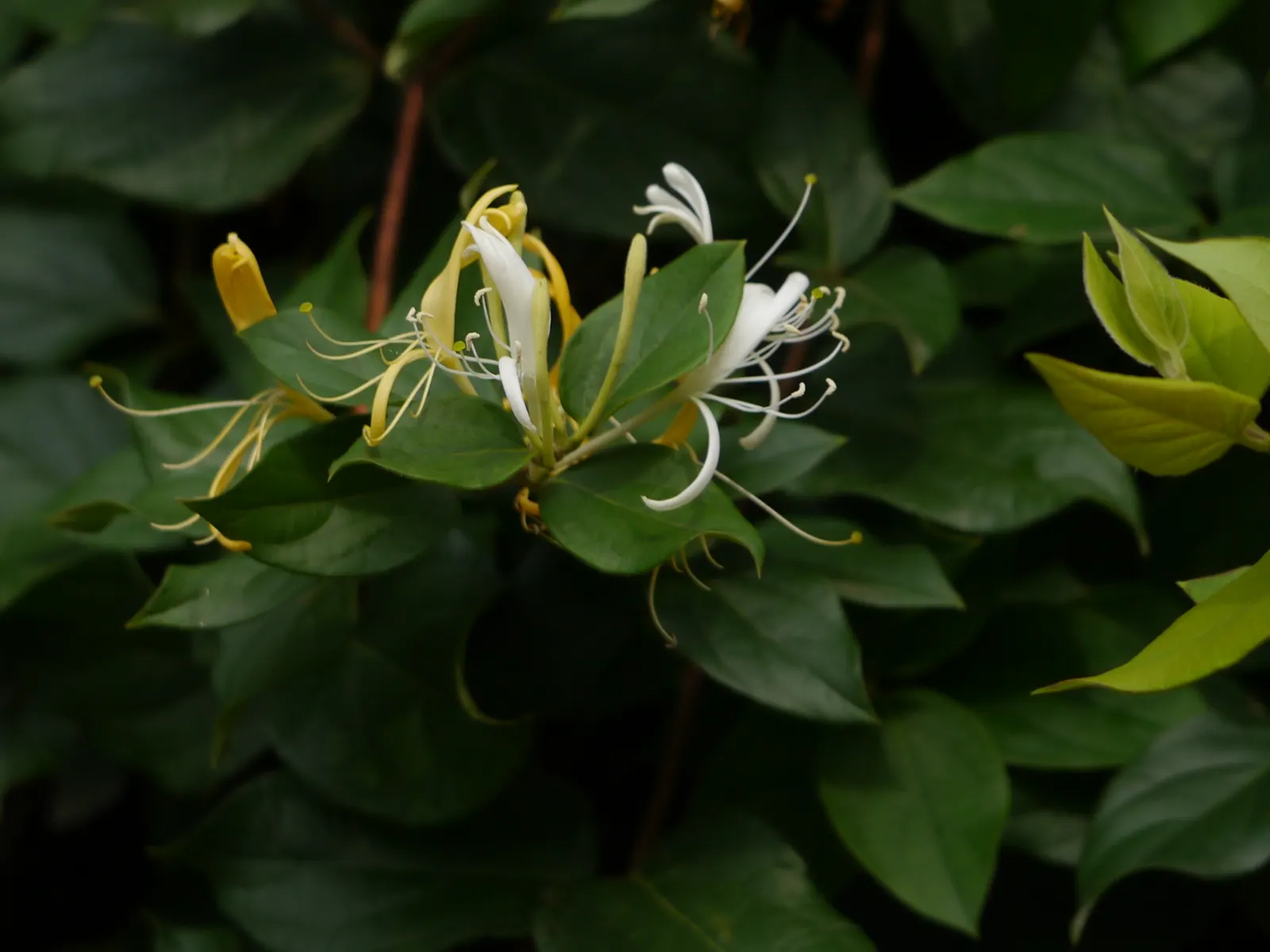 Japanese Honeysuckle (Lonicera Japonica 'Mint Crisp') — While it adapts to most soil types