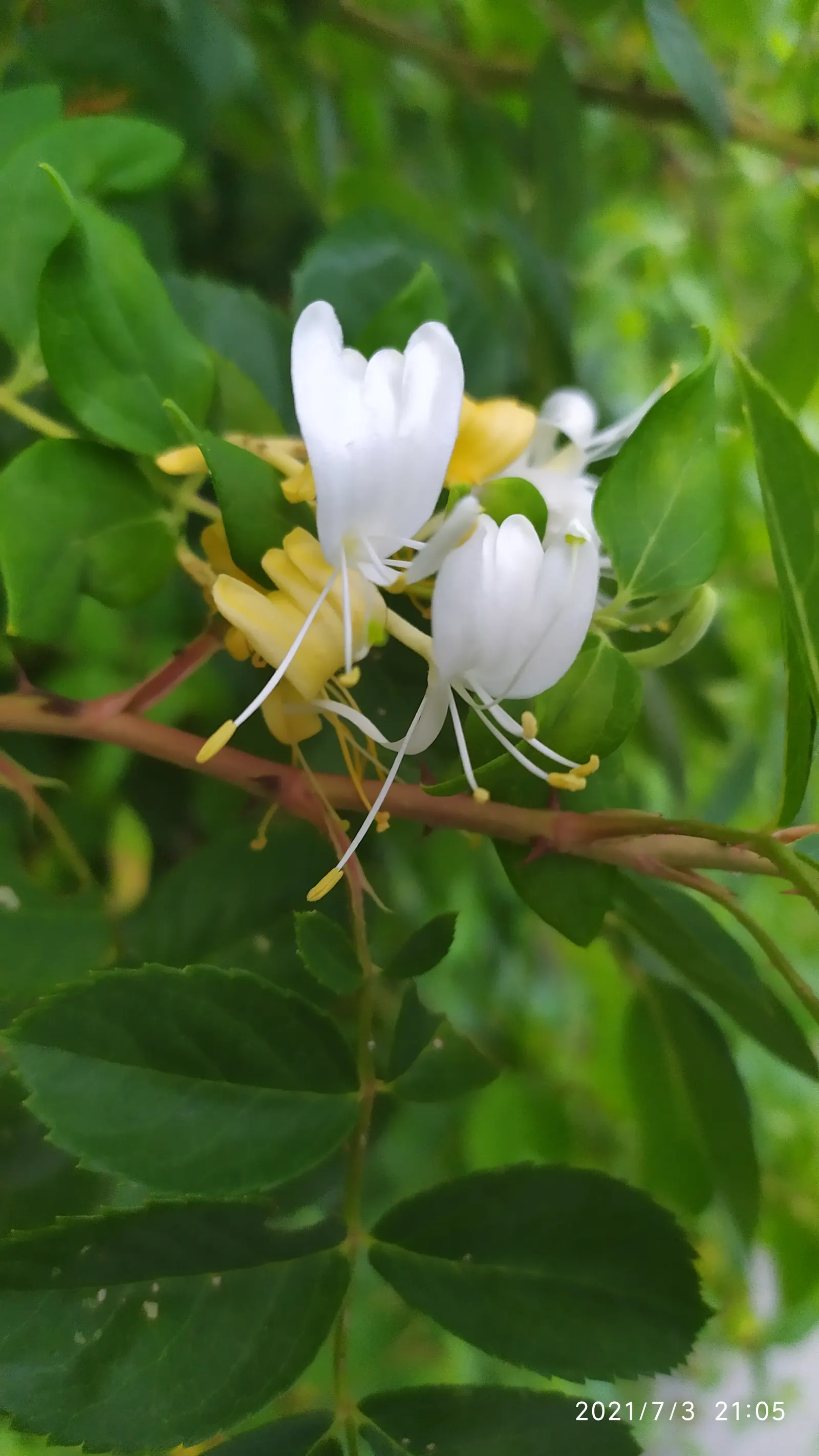 Japanese Honeysuckle (Lonicera Japonica 'Mint Crisp') — While it adapts to most soil types; making it ideal for trellises