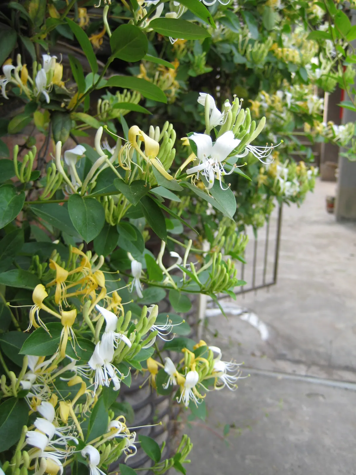 Japanese Honeysuckle (Lonicera Japonica 'Mint Crisp') — Their nectar-rich blossoms attract pollinators such as butterflies and bees, image 60