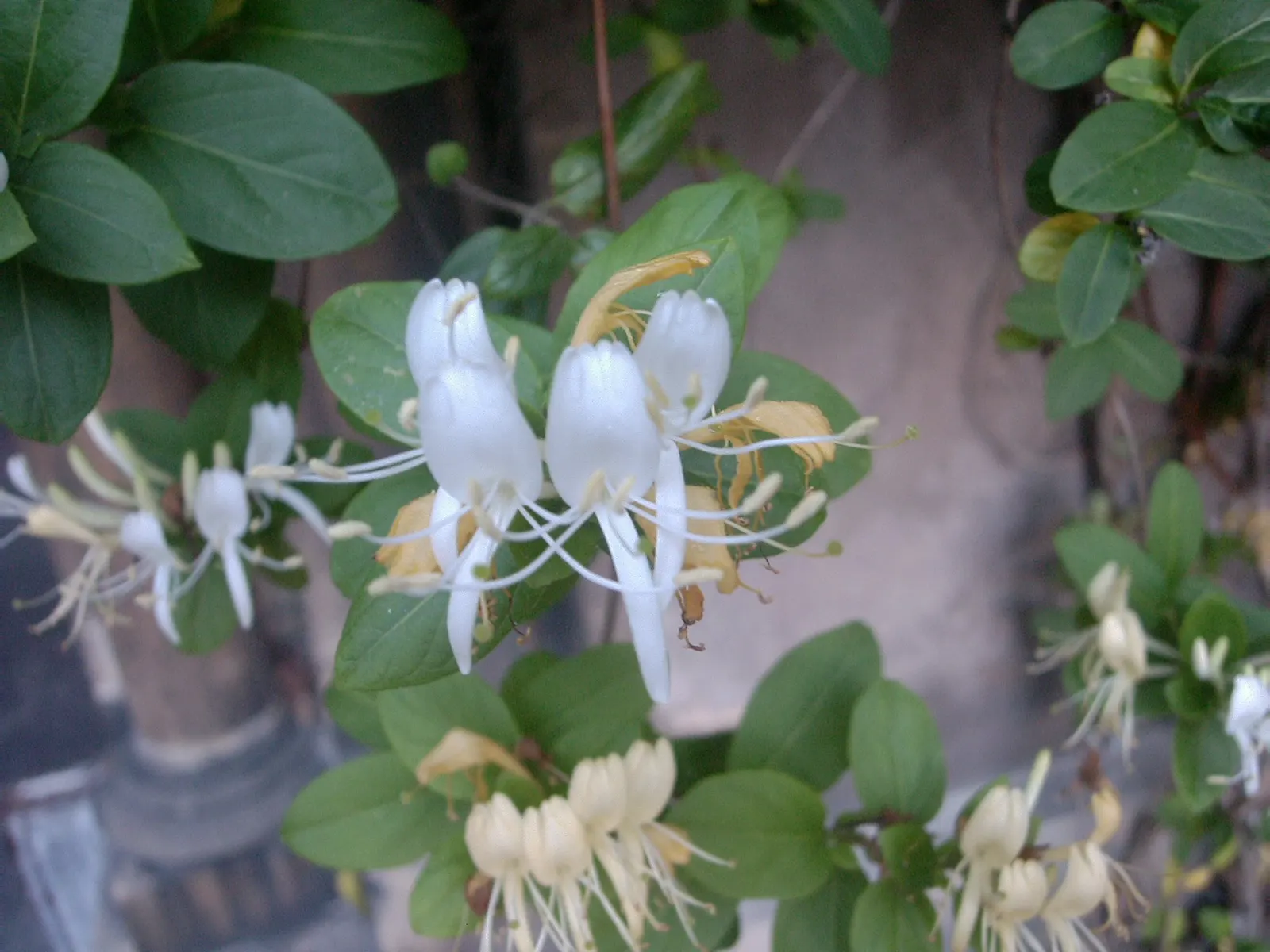Japanese Honeysuckle (Lonicera Japonica 'Mint Crisp') — vine for full or half; their nectar-rich blossoms attract pollinators such as butterflies, image 84