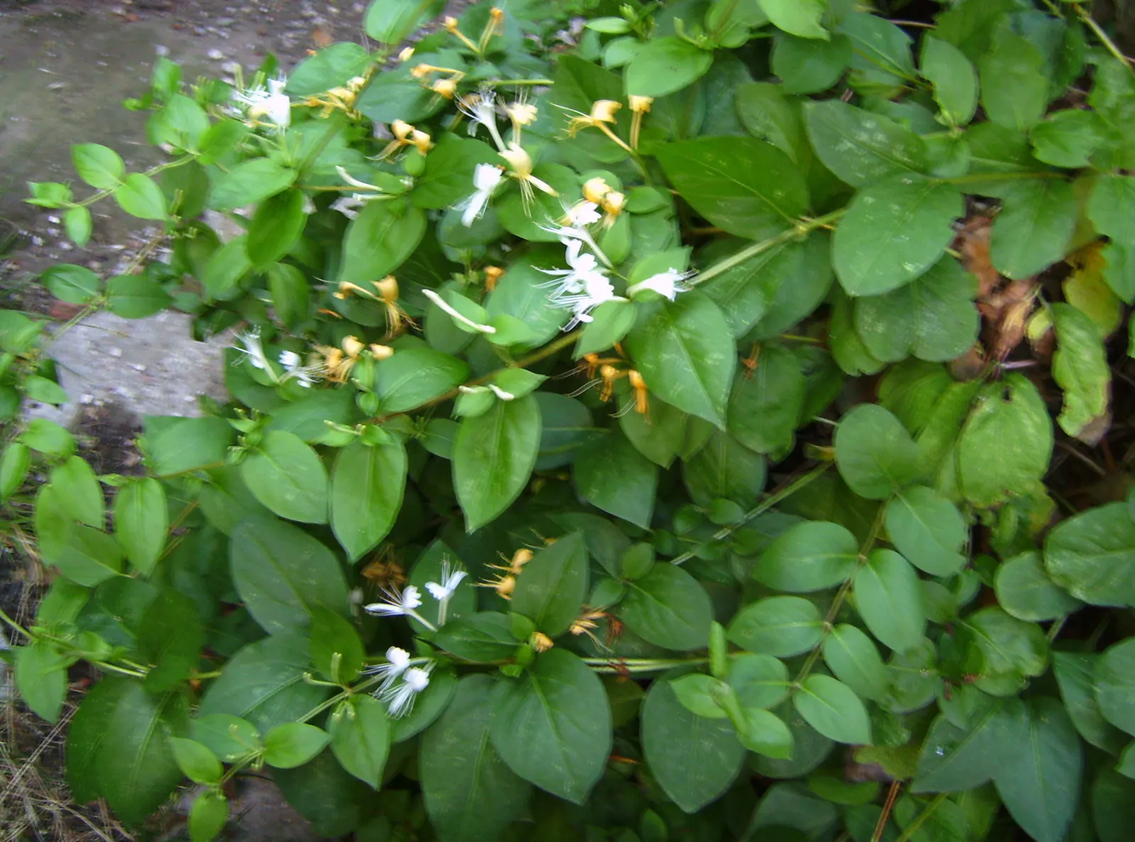 Japanese Honeysuckle (Lonicera Japonica 'Mint Crisp') — making it ideal for trellises