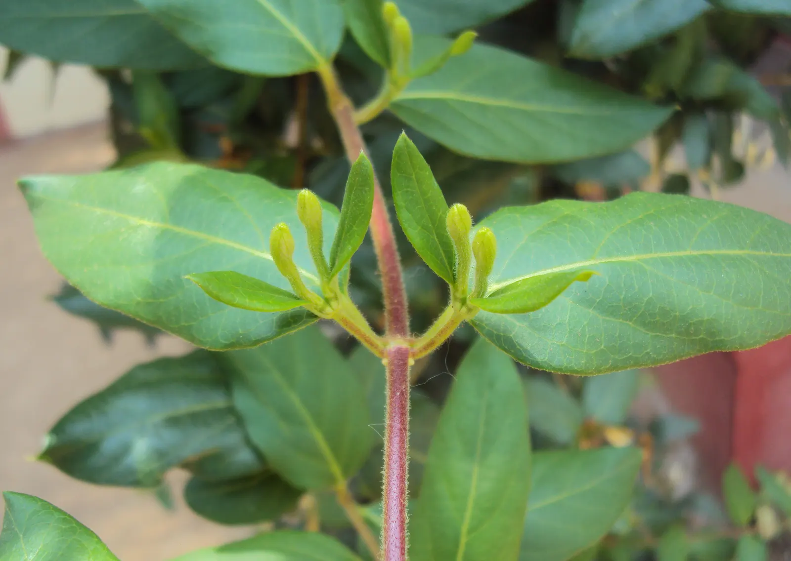 Japanese Honeysuckle (Lonicera Japonica 'Mint Crisp') — where new leaves emerge with splashes of yellow and cream against a bright green, image 71