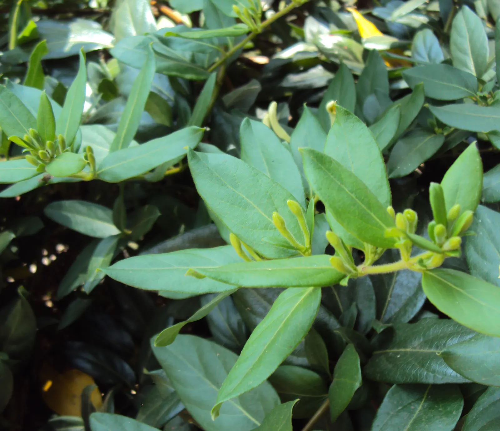 Japanese Honeysuckle (Lonicera Japonica 'Mint Crisp') — is a vigorous vine with striking green leaves edged in cream; ideal for trellises or fences, image 106