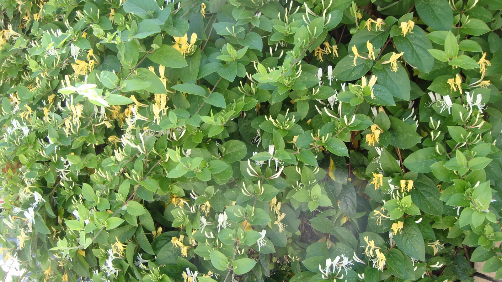 Japanese Honeysuckle (Lonicera Japonica 'Mint Crisp') — it thrives with moderate watering; making it ideal for trellises, image 110