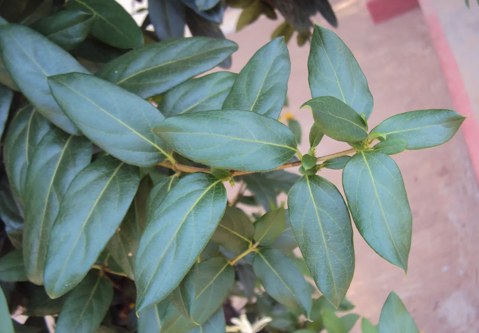 Japanese Honeysuckle (Lonicera Japonica 'Mint Crisp') — It thrives in USDA hardiness zones 4 through 11, preferring full sun to partial shade, image 55