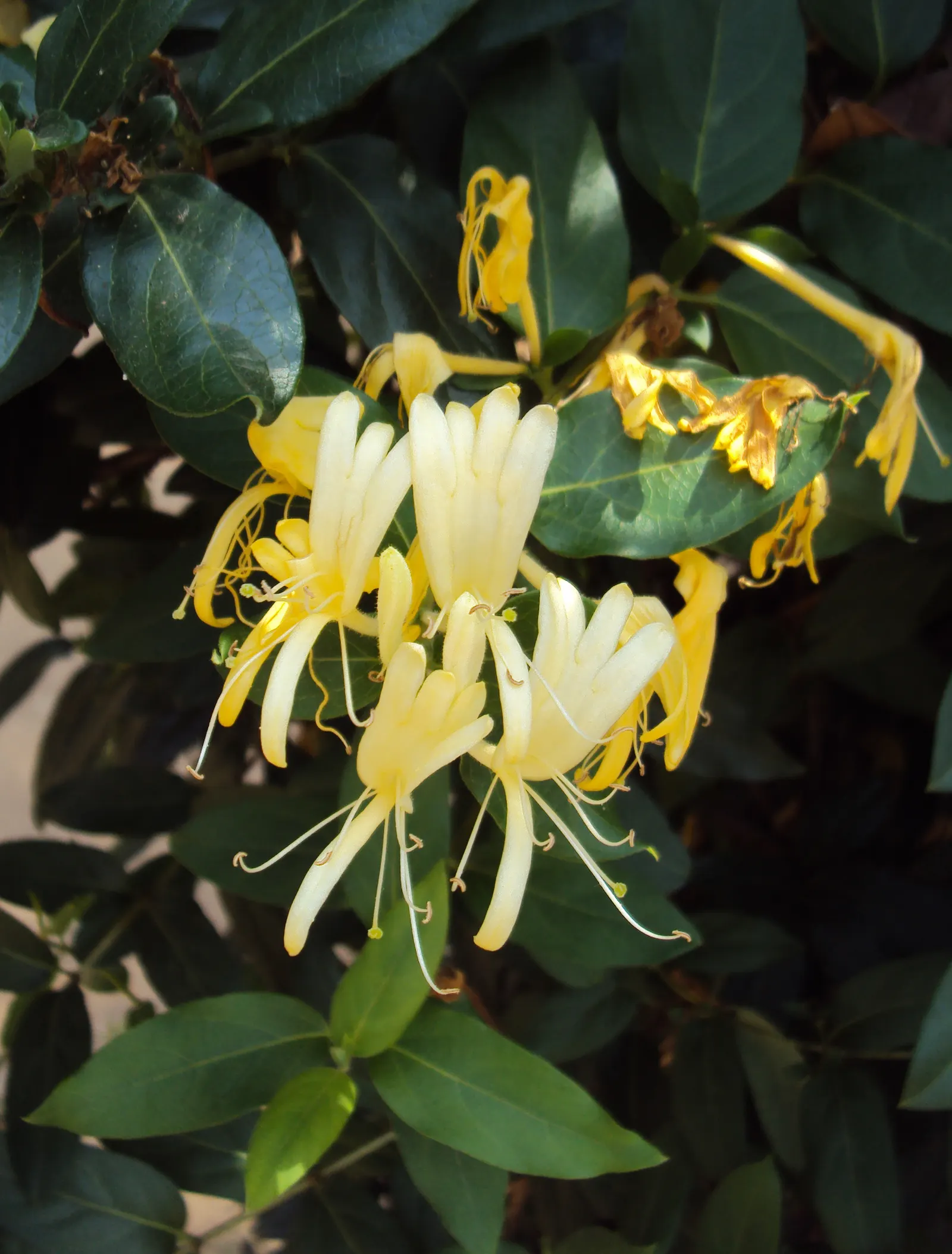 Japanese Honeysuckle (Lonicera Japonica 'Mint Crisp') — adding an ecological benefit to their ornamental value; ideal for trellises or fences, image 82