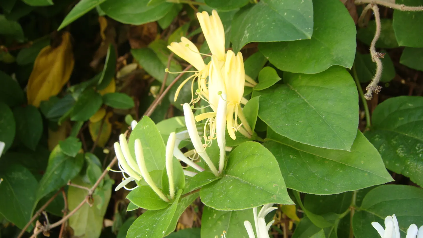 Japanese Honeysuckle (Lonicera Japonica 'Mint Crisp') — Reaching up to 30 feet long, it flourishes in USDA zones 4-11 amidst full sun to partial, image 65
