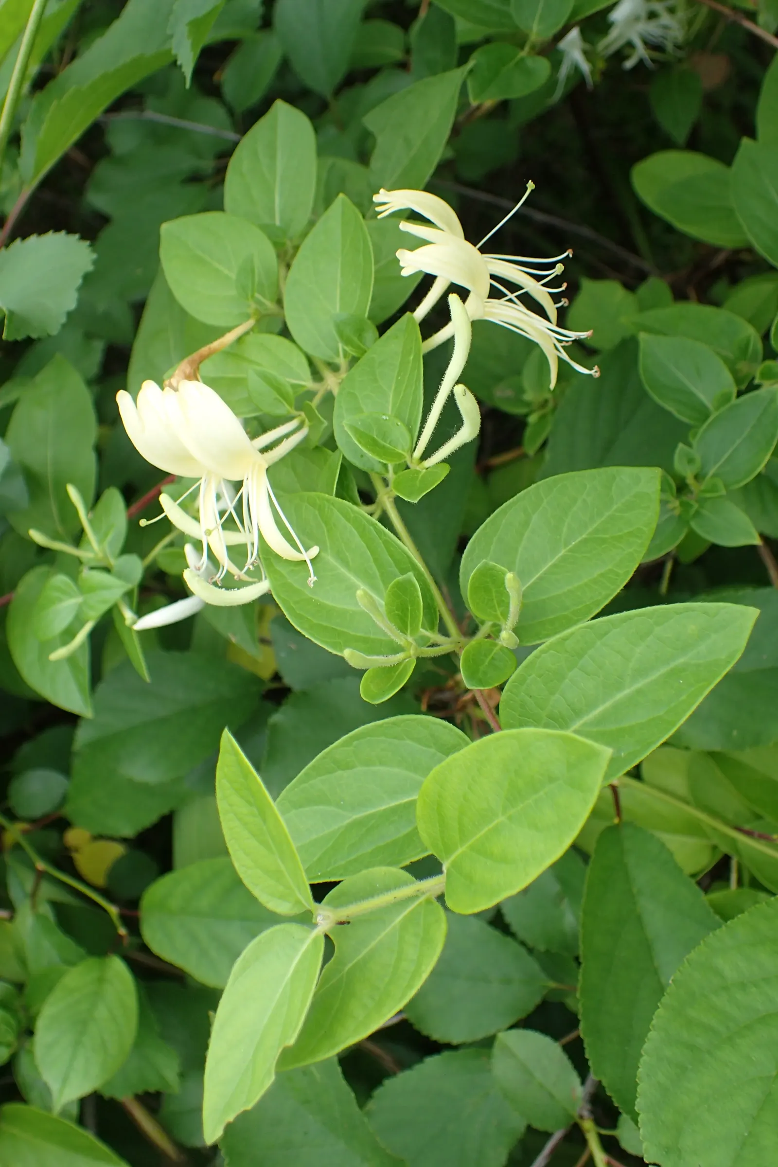 Japanese Honeysuckle (Lonicera Japonica 'Mint Crisp') — making it ideal for trellises, image 32