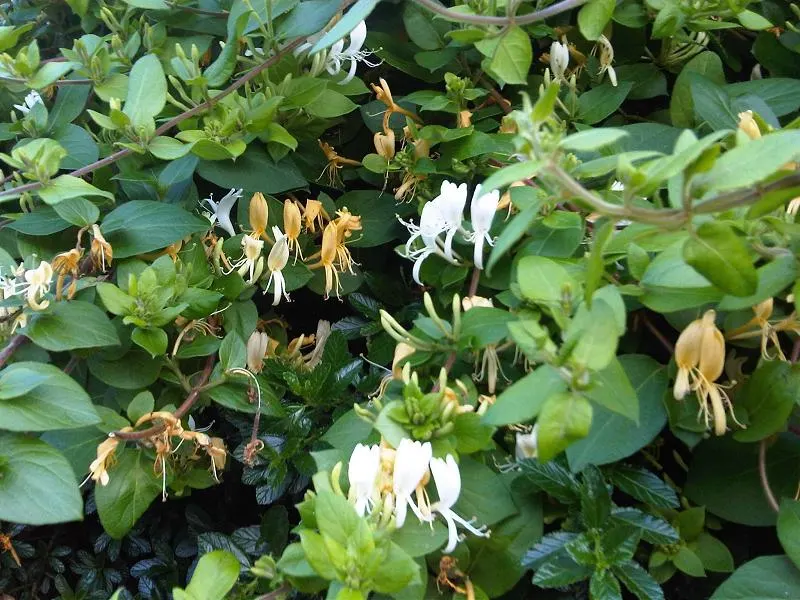 Japanese Honeysuckle (Lonicera Japonica 'Mint Crisp') — Fragrant white blooms, subtly blushing pink in maturity, enchant from late spring to fall, image 66