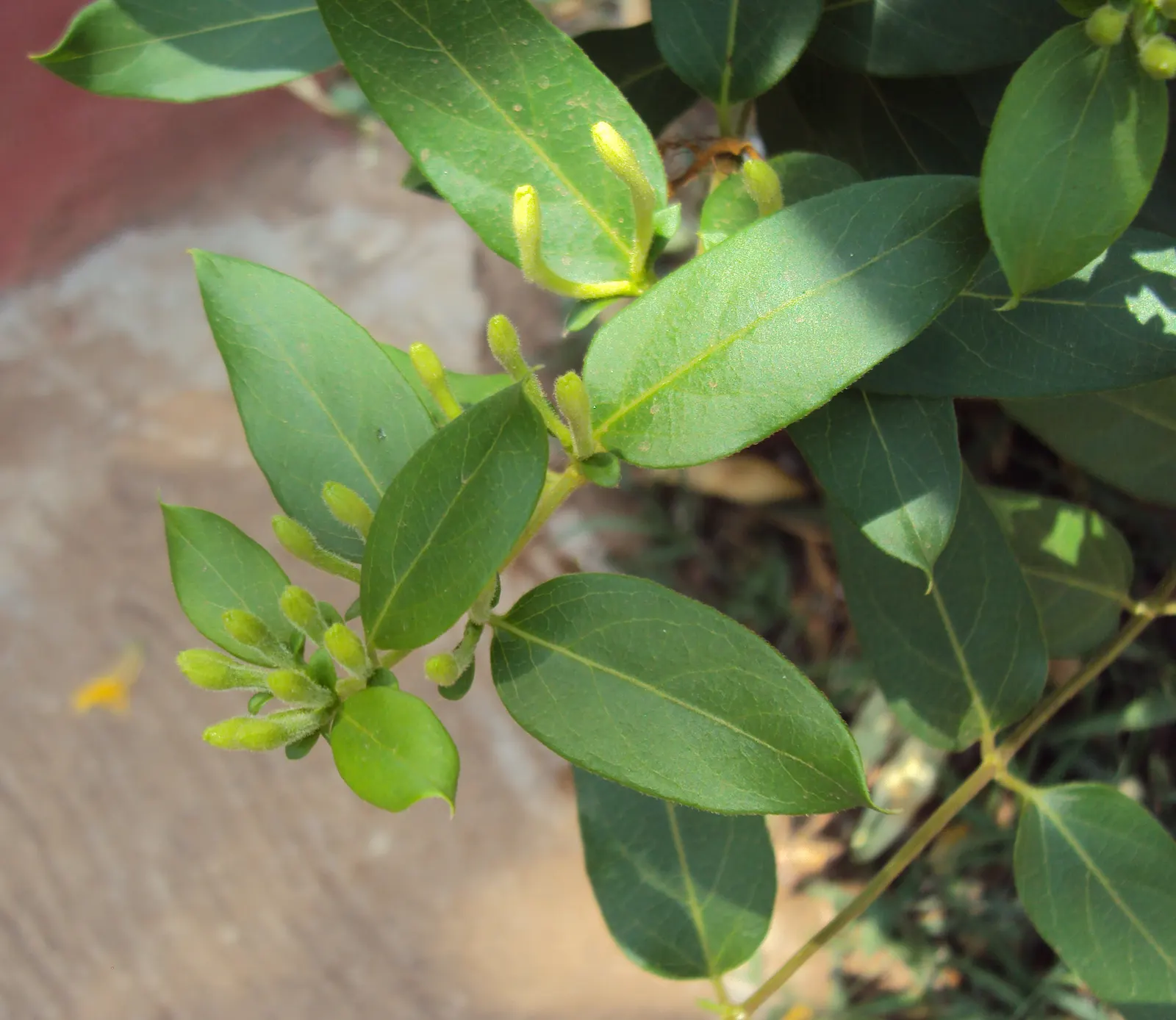 Japanese Honeysuckle (Lonicera Japonica 'Mint Crisp') — exuding a sweet aroma and transitioning from pure white to a soft yellow; making it ideal, image 101