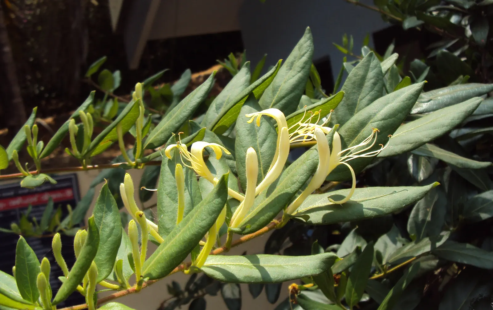 Japanese Honeysuckle (Lonicera Japonica 'Mint Crisp') — fertile soil.<br><br>Flowers appear from late spring to early summer