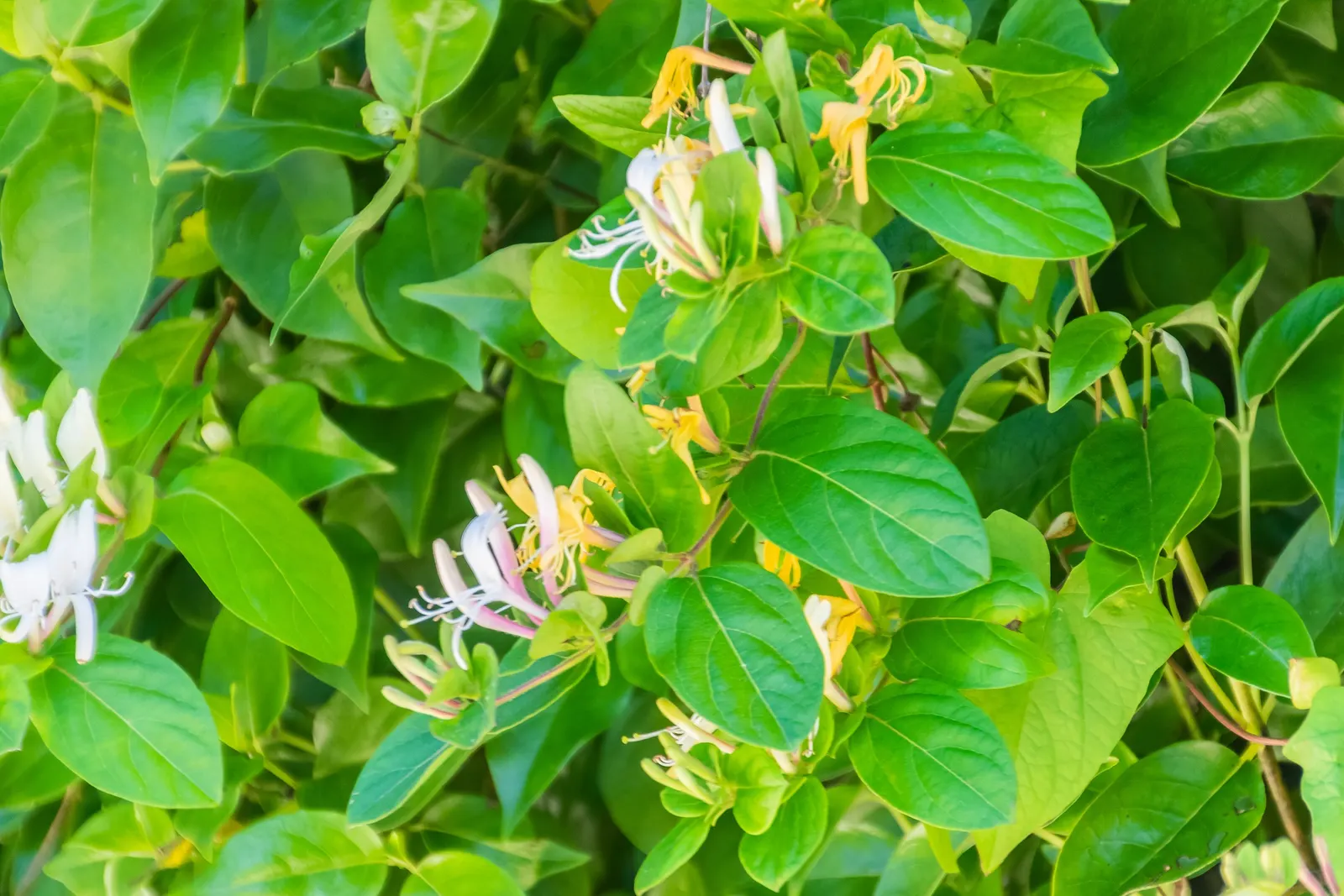 Japanese Honeysuckle (Lonicera Japonica 'Mint Crisp') — vine for full or half