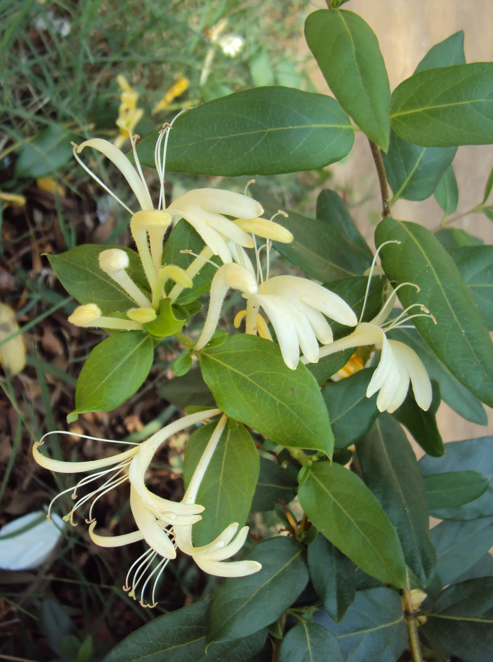 Japanese Honeysuckle (Lonicera Japonica 'Mint Crisp') — where new leaves emerge with splashes of yellow and cream against a bright green, image 92