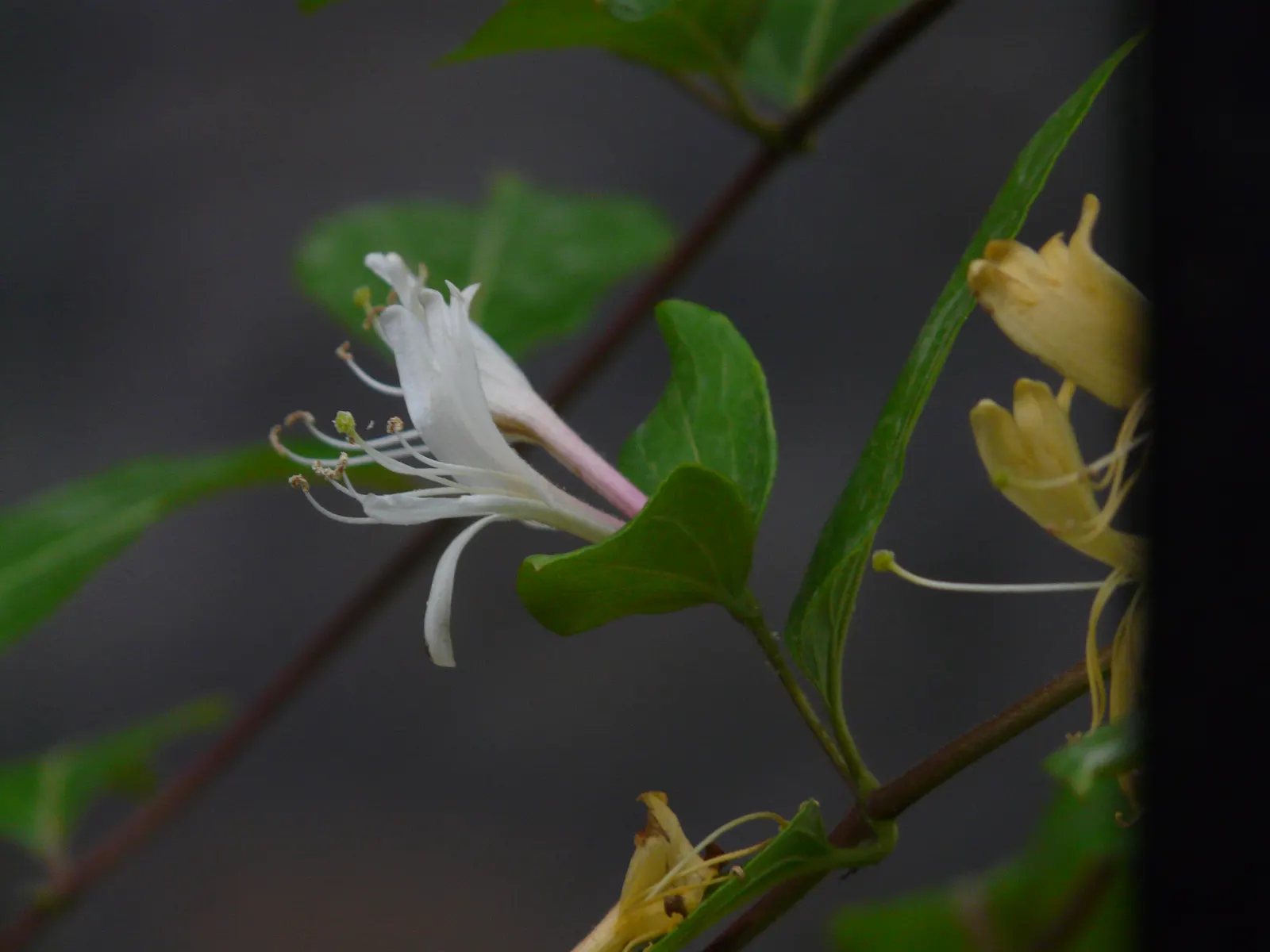 Japanese Honeysuckle (Lonicera Japonica 'Mint Crisp') — aromatic screen or ground cover; their nectar-rich blossoms attract pollinators such as, image 111