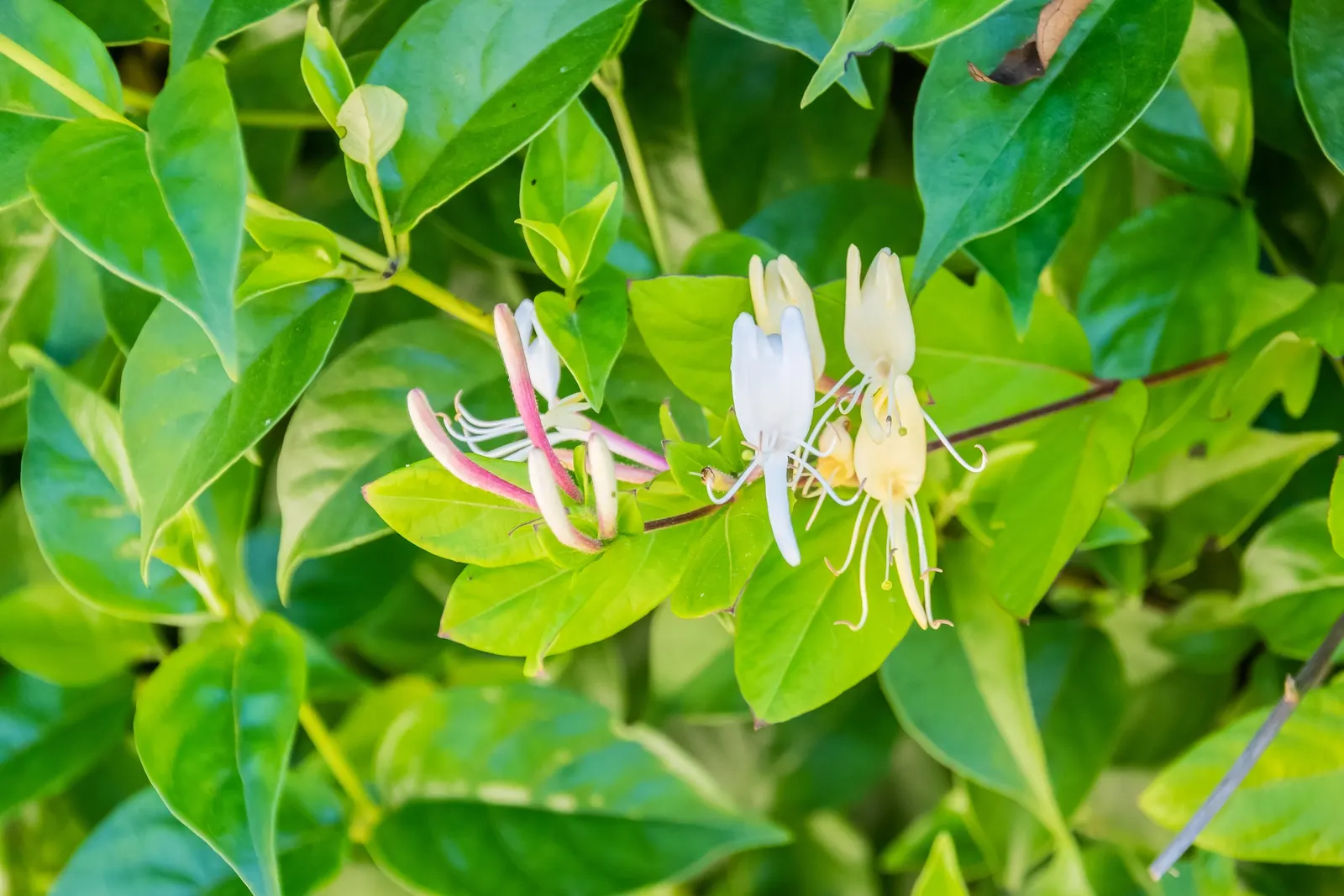 Japanese Honeysuckle (Lonicera Japonica 'Mint Crisp') — Ideal for trellises or fences, image 25