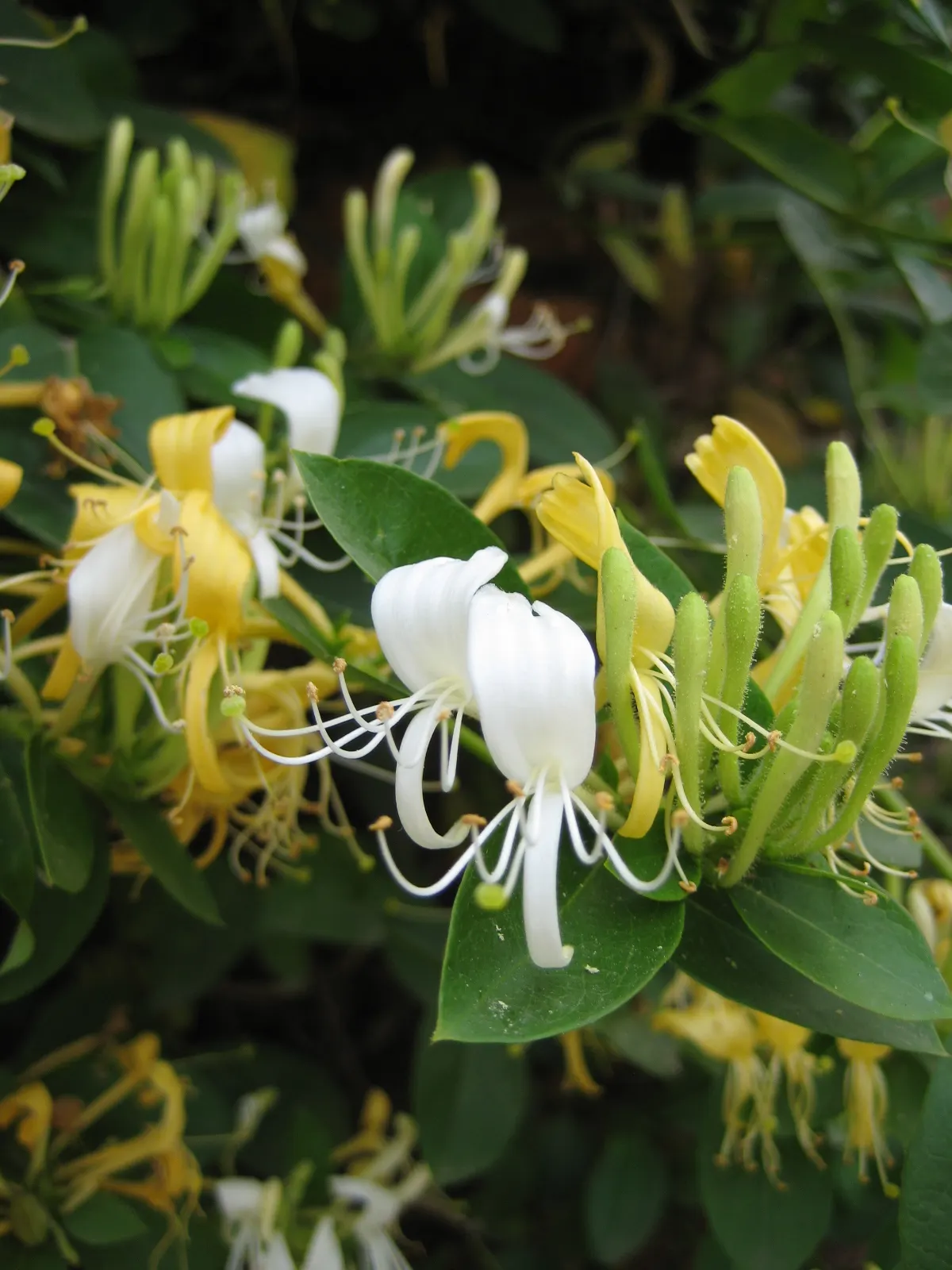 Japanese Honeysuckle (Lonicera Japonica 'Mint Crisp') — it performs best in well-drained
