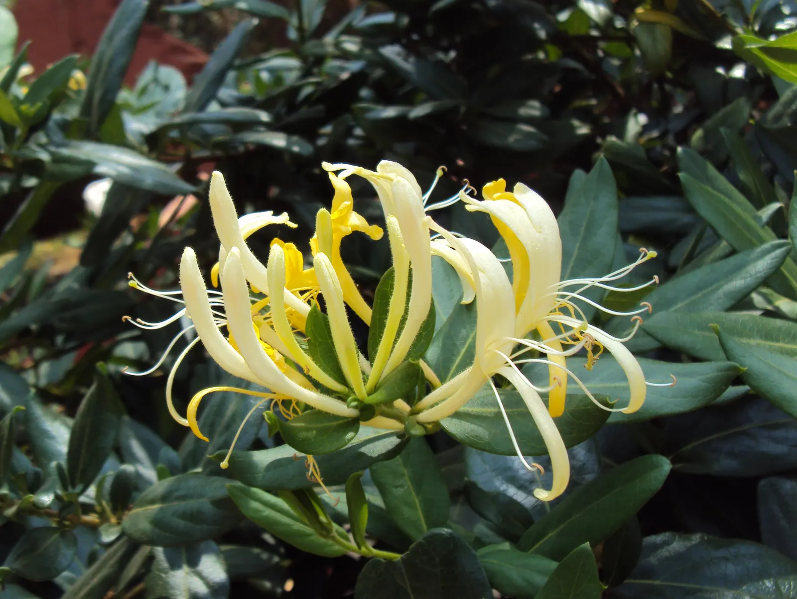 Japanese Honeysuckle (Lonicera Japonica 'Mint Crisp') — resembling a fresh mint crisp infusion