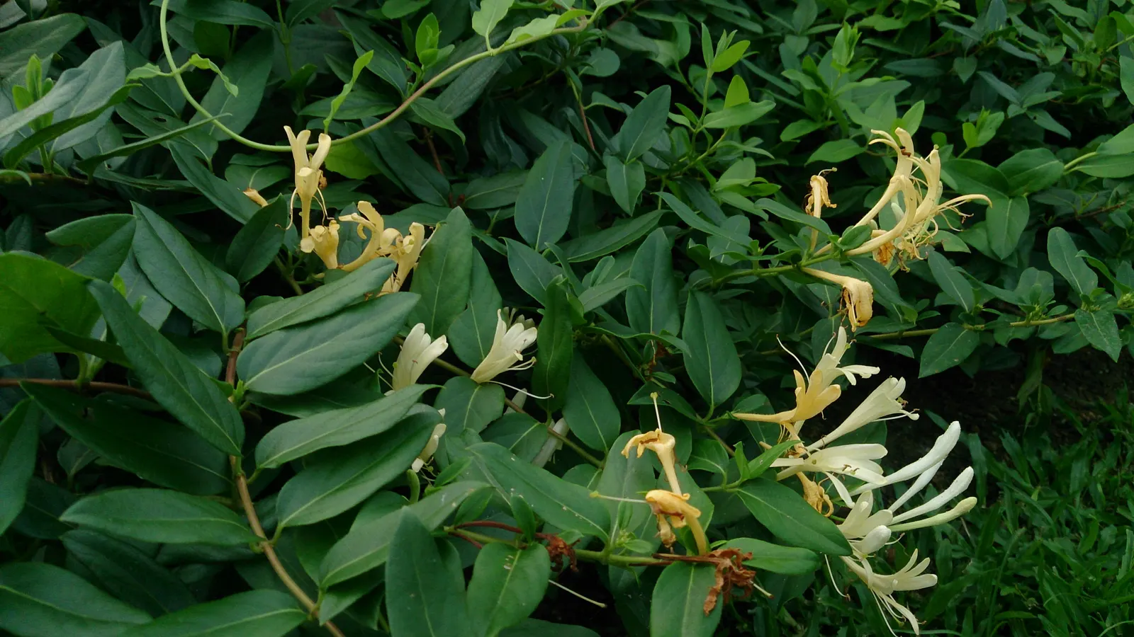 Japanese Honeysuckle (Lonicera Japonica 'Mint Crisp') — fertile soil.<br><br>Flowers appear from late spring to early summer; ideal for trellises, image 58