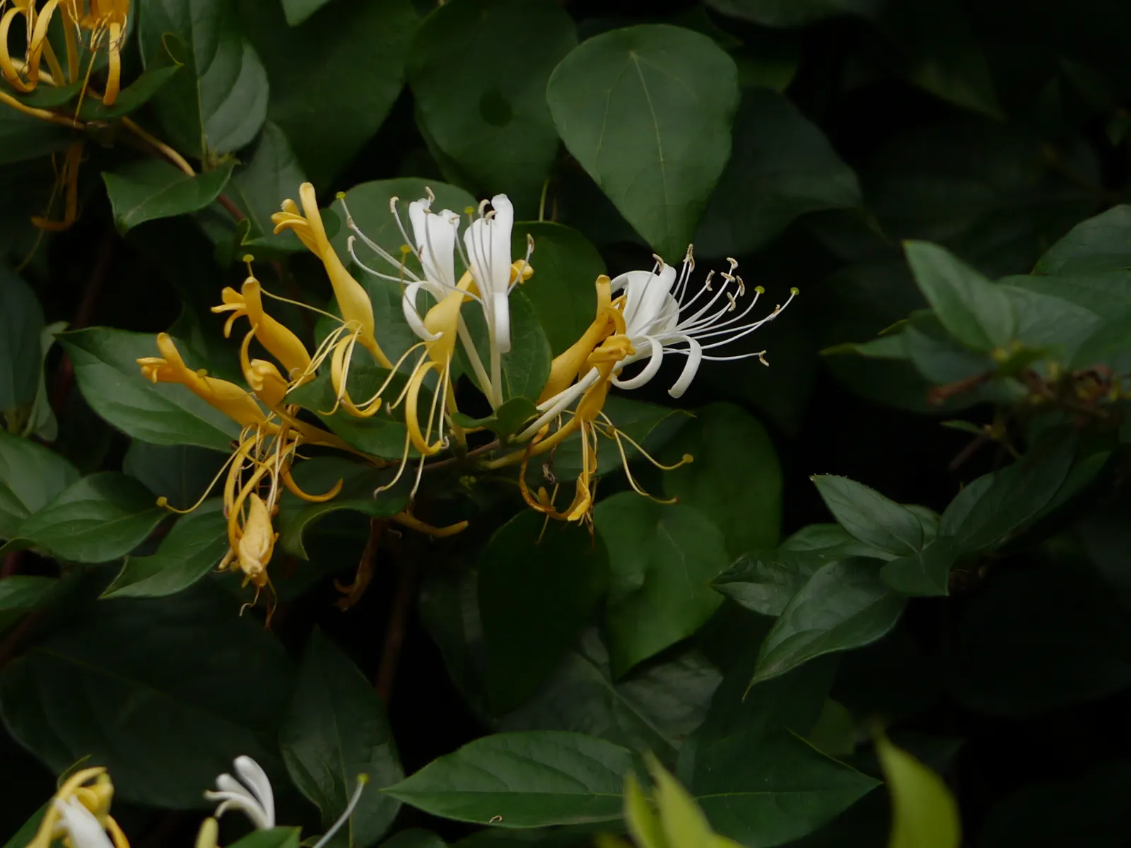 Japanese Honeysuckle (Lonicera Japonica 'Mint Crisp') — Fragrant white blooms, subtly blushing pink in maturity, enchant from late spring to fall, image 45