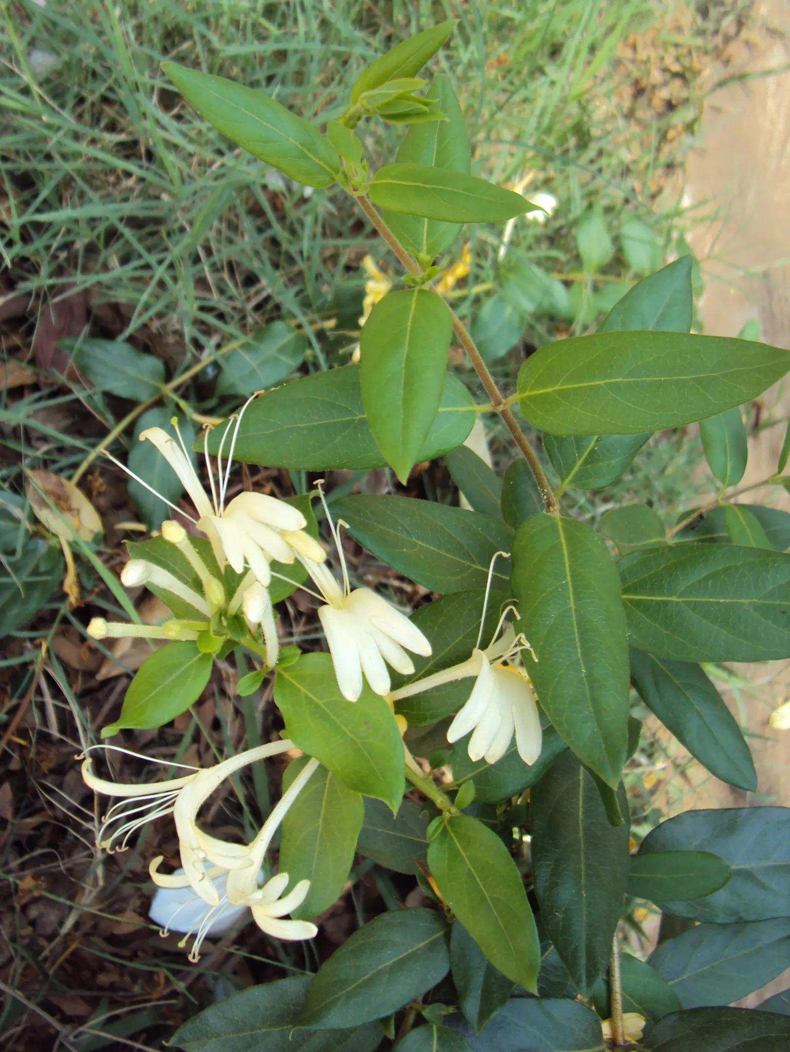 Japanese Honeysuckle (Lonicera Japonica 'Mint Crisp') — It is essential to manage this plant carefully, as it can become invasive if not maintained; making it