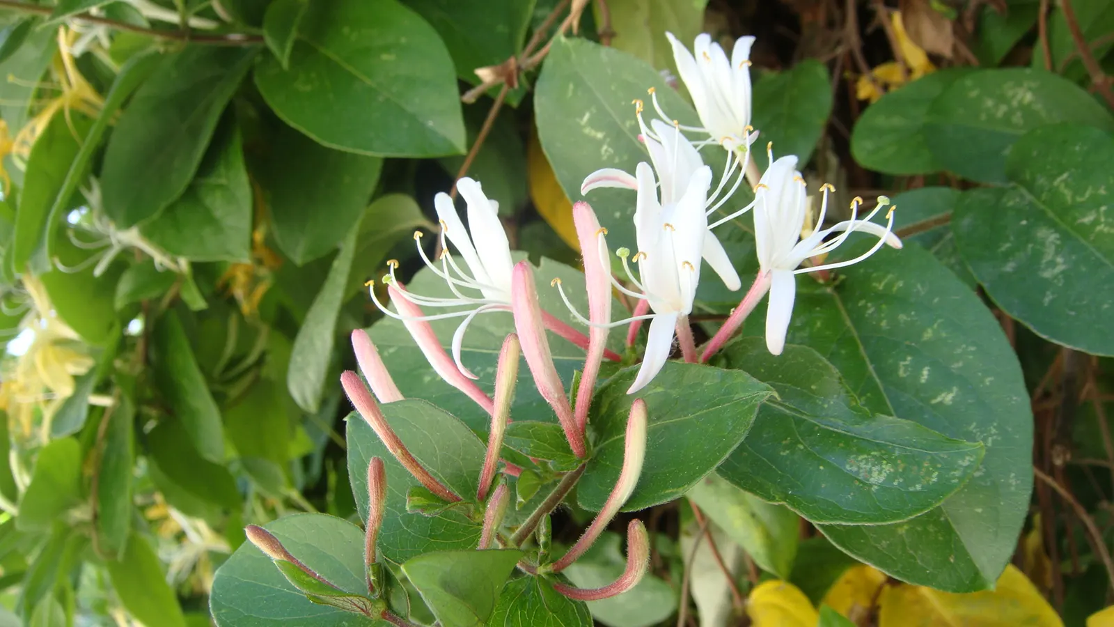 Japanese Honeysuckle (Lonicera Japonica 'Mint Crisp') — aromatic screen or ground cover; their nectar-rich blossoms attract pollinators such as, image 69