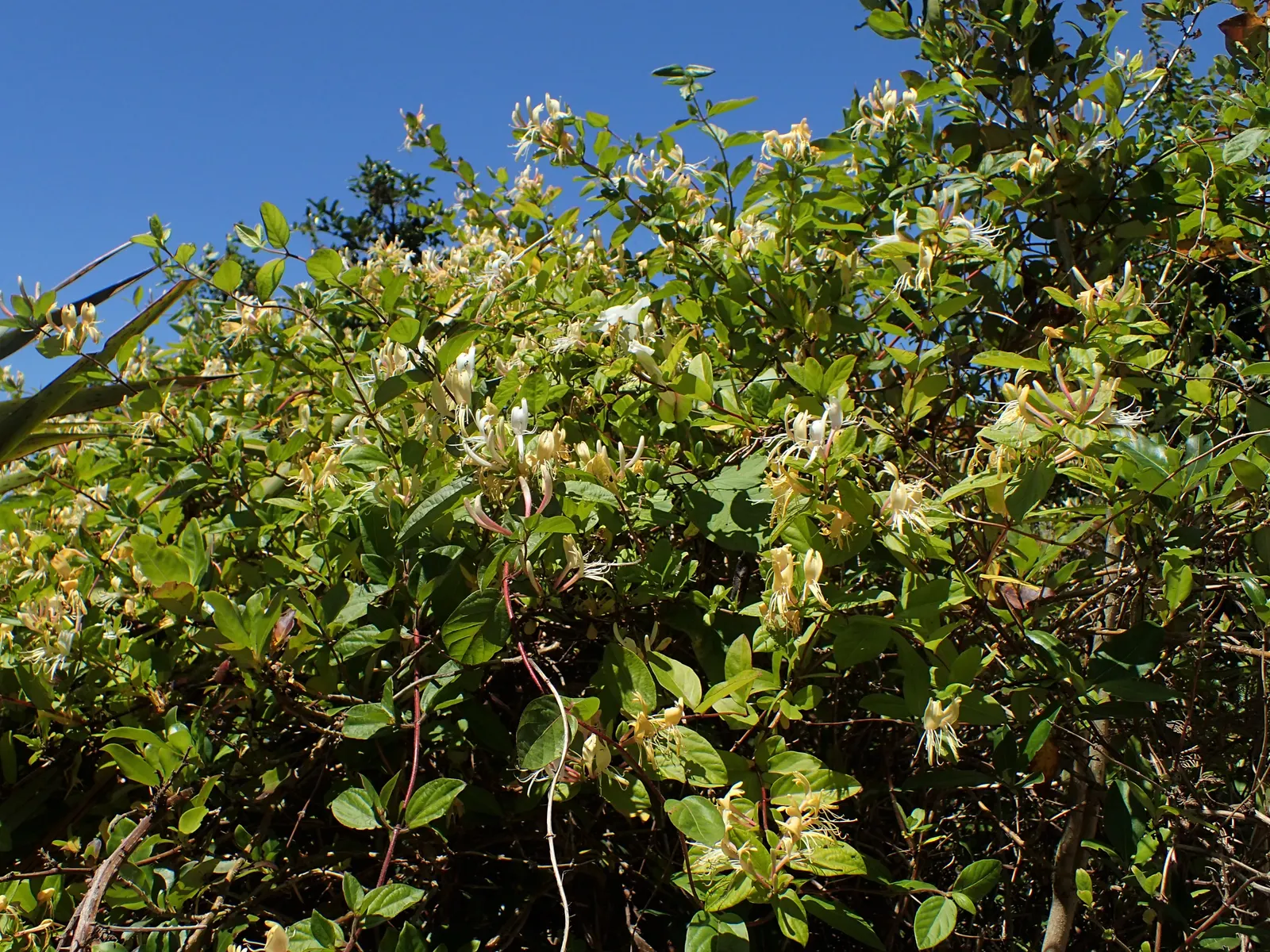 Japanese Honeysuckle (Lonicera Japonica 'Mint Crisp') — It is essential to manage this plant carefully, as it can become invasive if not maintained