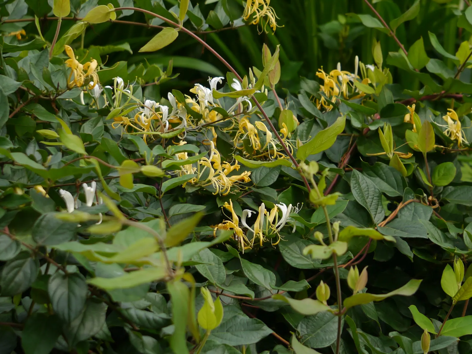 Japanese Honeysuckle (Lonicera Japonica 'Mint Crisp') — where it can provide a lush backdrop or vertical accent in the landscape; their nectar-rich blossoms