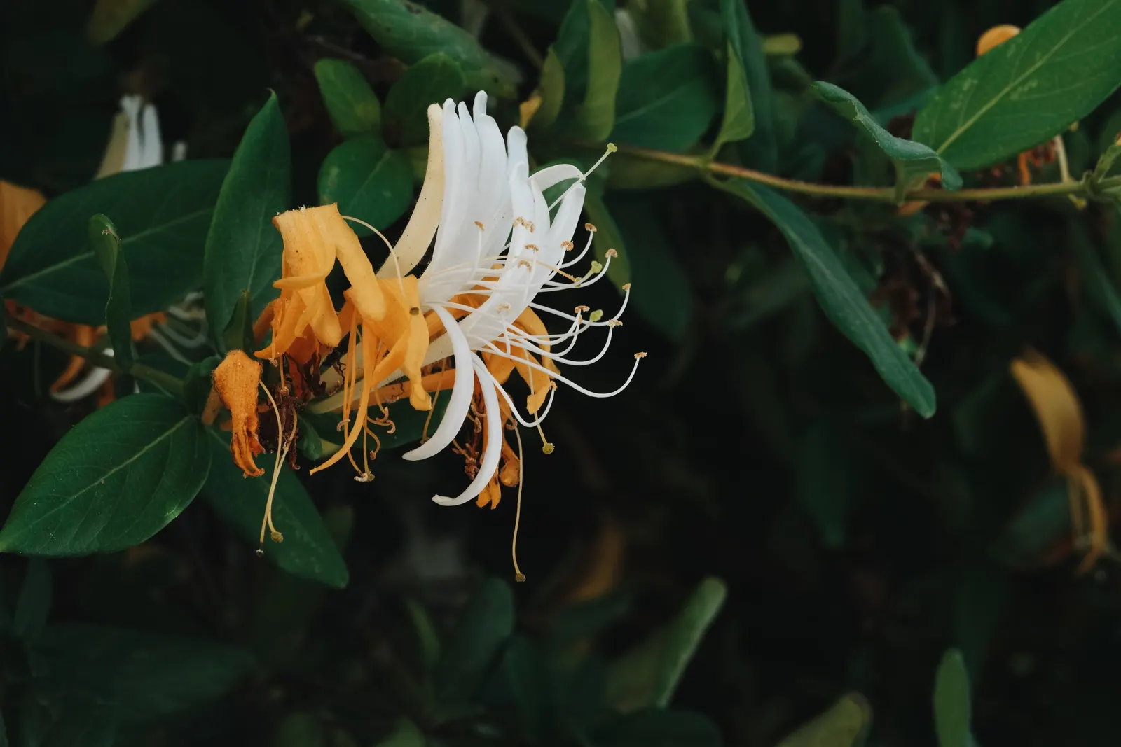 Japanese Honeysuckle (Lonicera Japonica 'Mint Crisp') — It thrives in USDA hardiness zones 4 through 11, preferring full sun to partial shade, image 97
